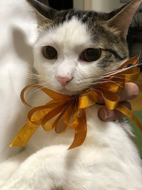 NPO法人ねこdeko　ねこでこ　川西市　伊丹市　宝塚市　野良猫　保護猫　里親会　譲渡会