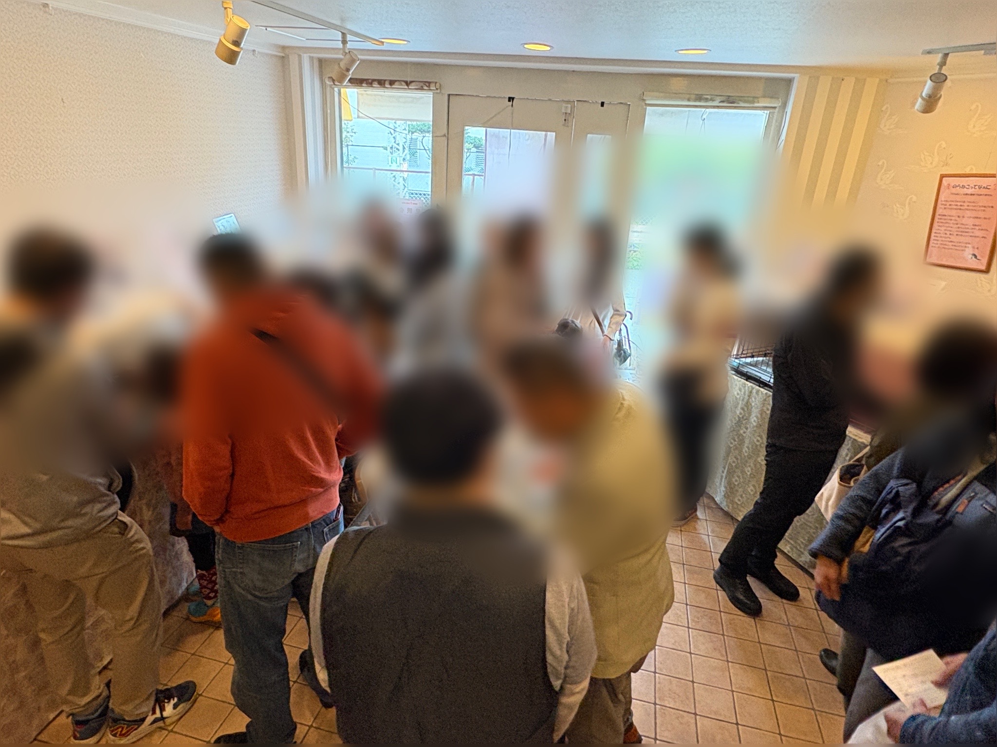 ねこでこ里親会　ねこでこ　保護猫　野良猫　譲渡会　川西市