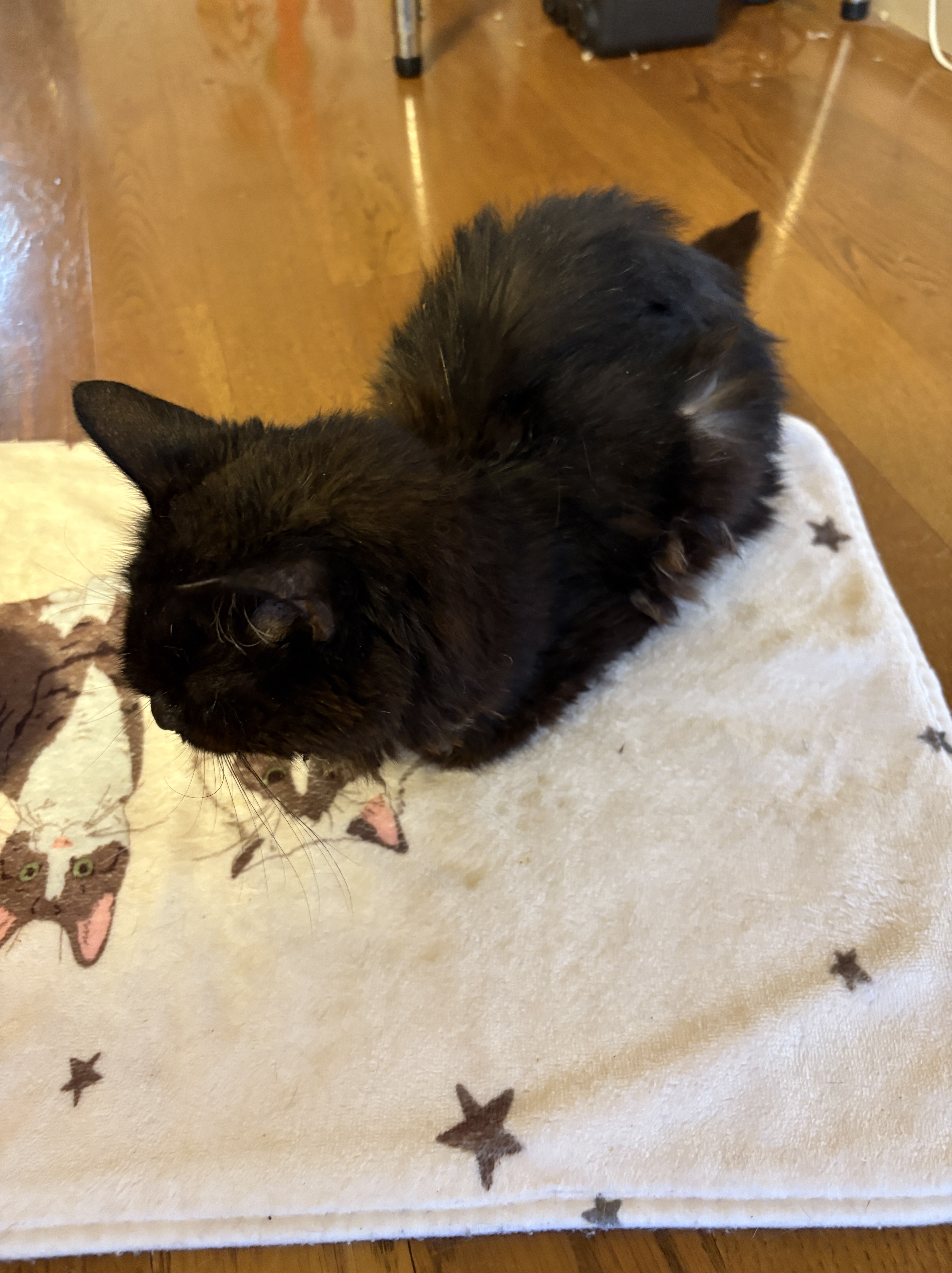 野良猫　負傷猫　緊急保護　ねこでこ　川西　守りたかった命