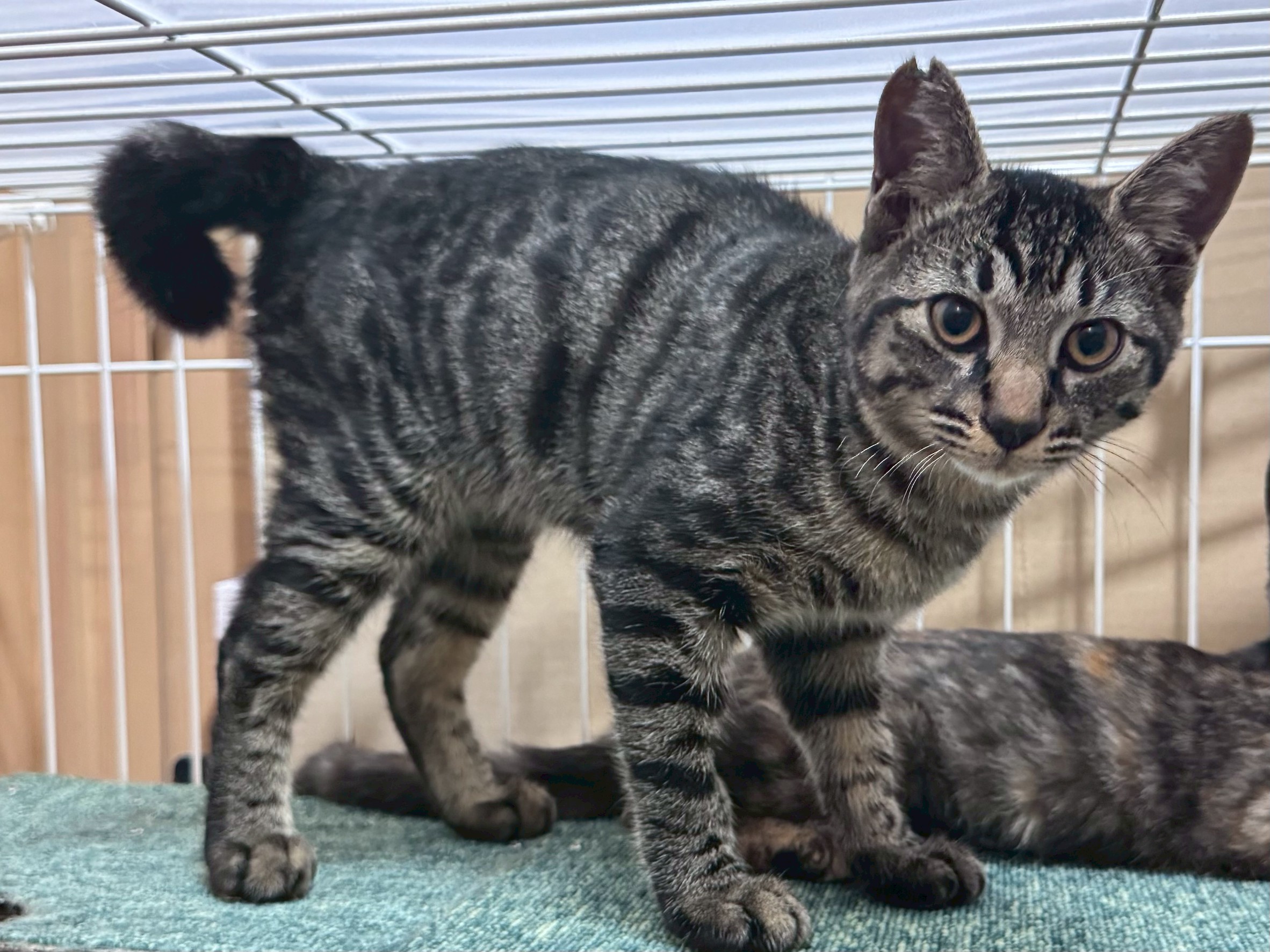 ねこdeko里親　川西　譲渡会　里親会　保護猫　ねこでこ　正式譲渡　保護猫を家族に