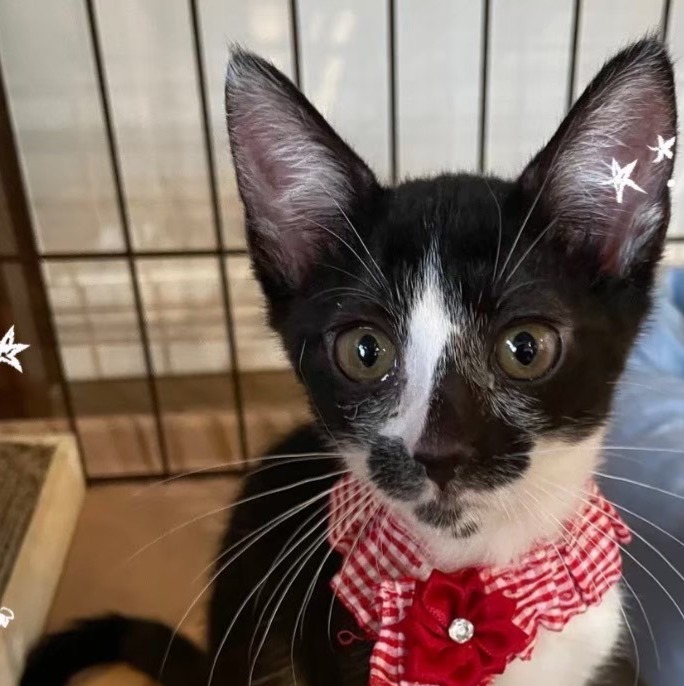 ねこdeko里親 川西 譲渡会 里親会 保護猫 ねこでこ