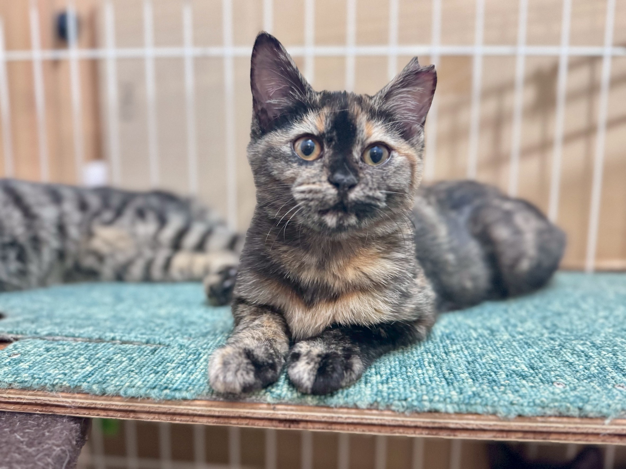 里親会　ねこでこ　ねこdeko　譲渡会　保護猫　川西市　宝塚　