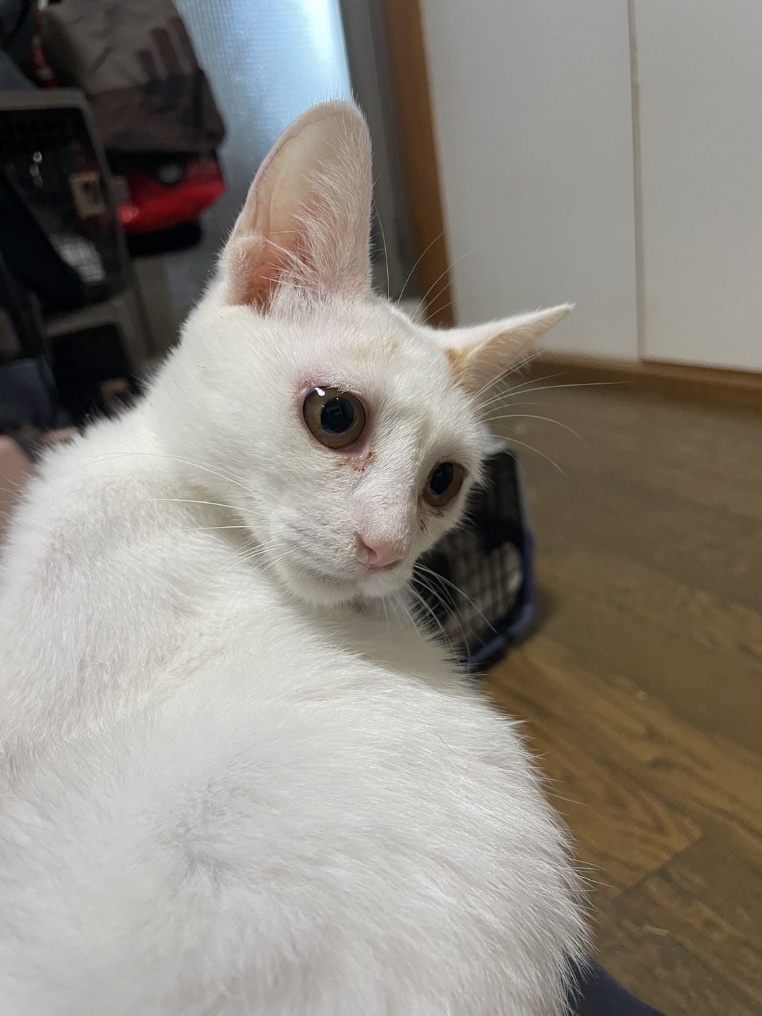 ねこでこ　ねこdeko里親会　譲渡会　川西市　保護猫　