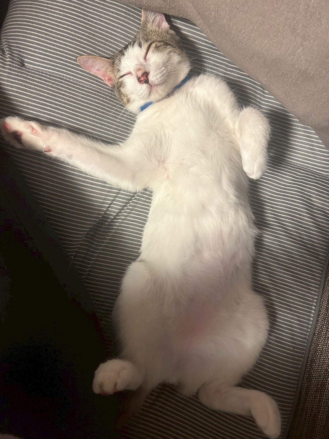 保護猫　里親会　譲渡会　野良猫　ねこでこ　ねこdeoko里親会　川西市