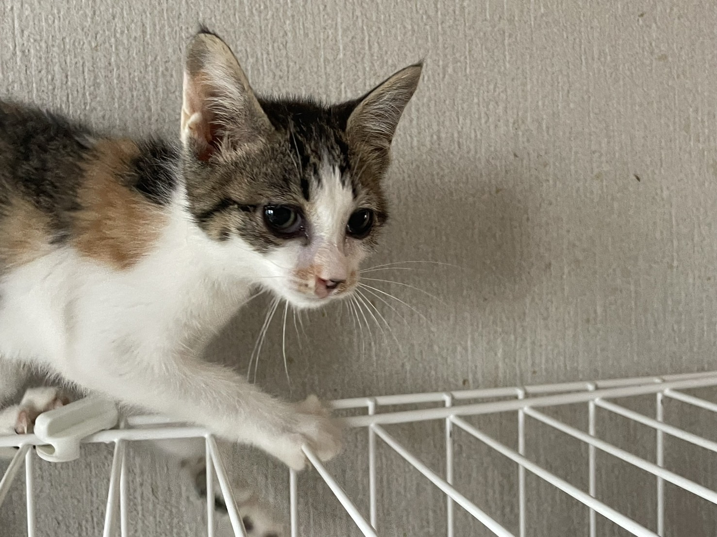 ねこdeko里親 川西 譲渡会 里親会 保護猫 ねこでこ