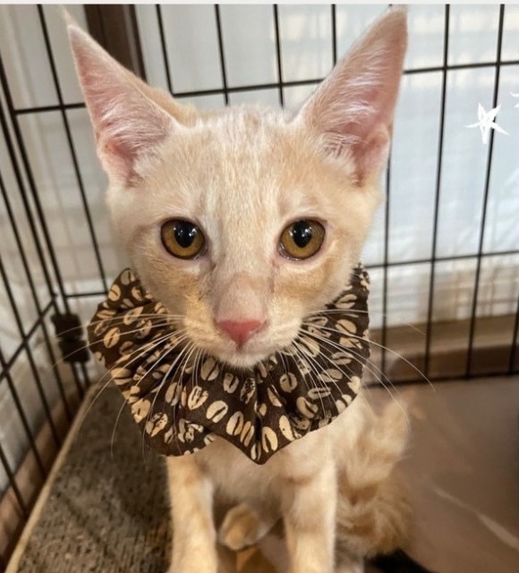 ねこdeko里親 川西 譲渡会 里親会 保護猫 ねこでこ