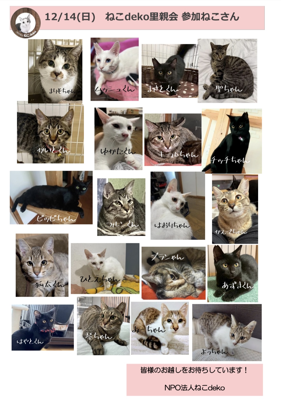 保護猫 里親会 譲渡会 里親募集 猫 野良猫 川西市 ねこでこ ねこdeko