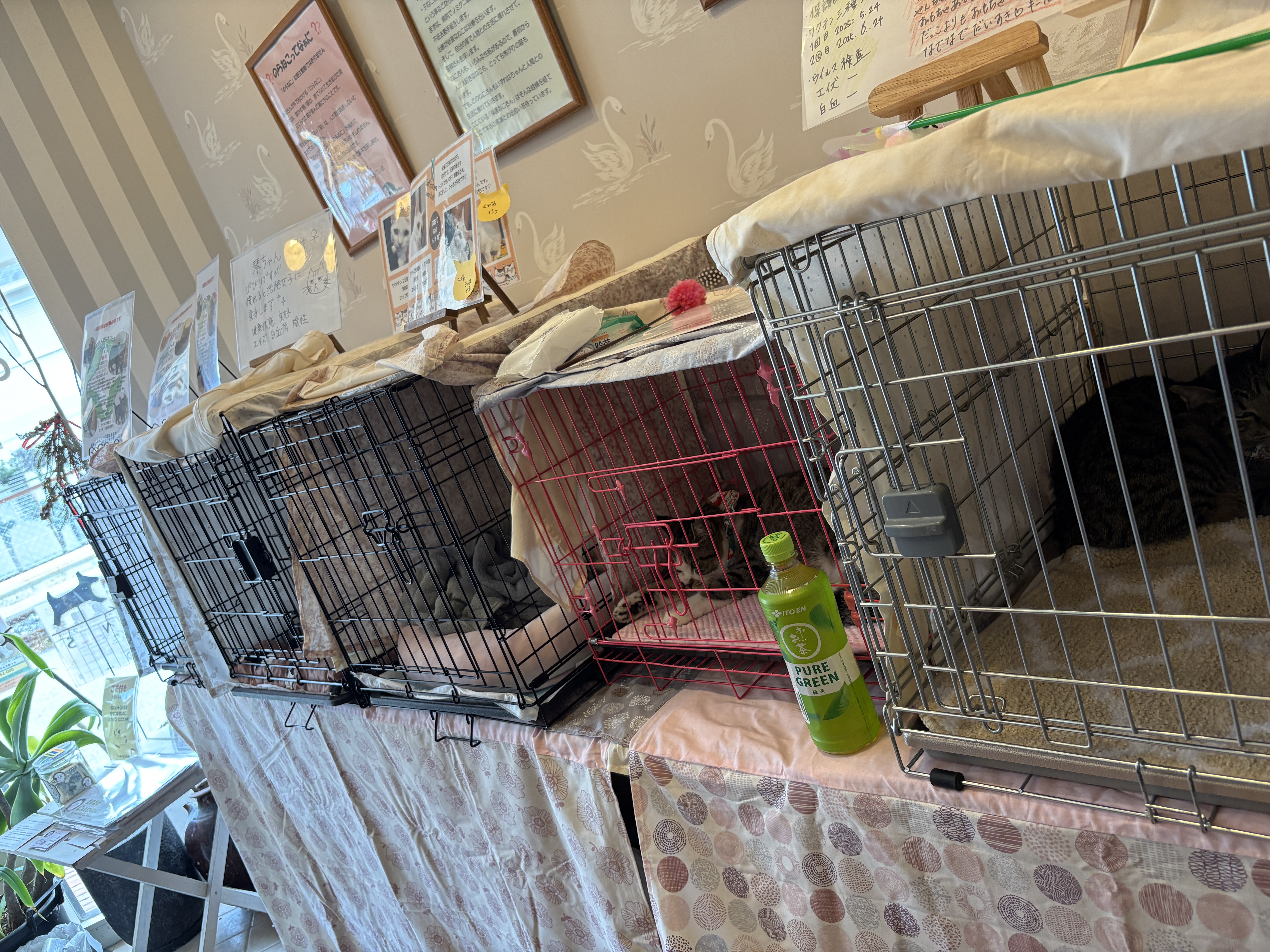 保護猫 野良猫 ボランティア 里親会 譲渡会 川西市 ねこでこ