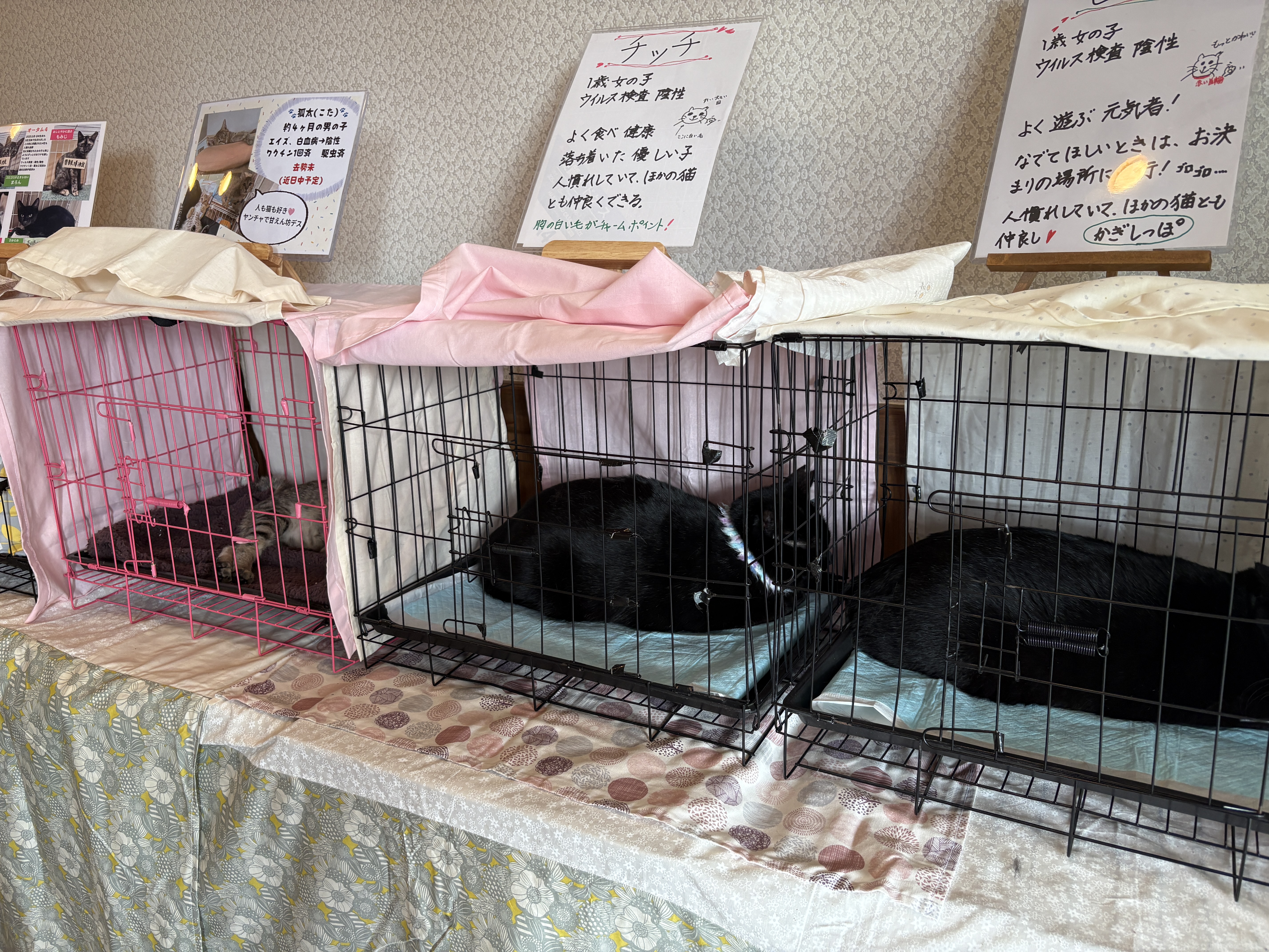 保護猫 野良猫 ボランティア 里親会 譲渡会 川西市 ねこでこ