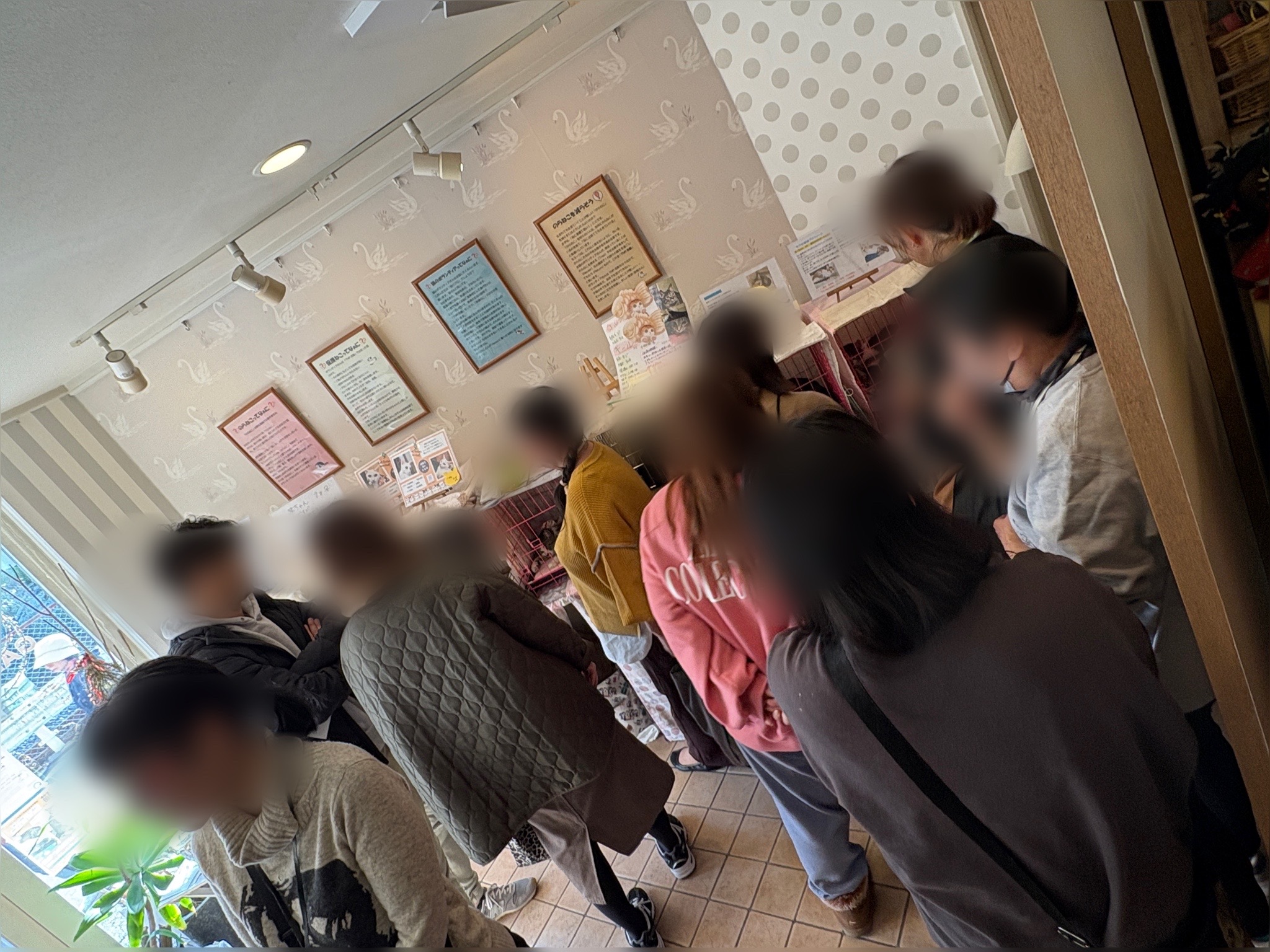 保護猫 野良猫 ボランティア 里親会 譲渡会 川西市 ねこでこ