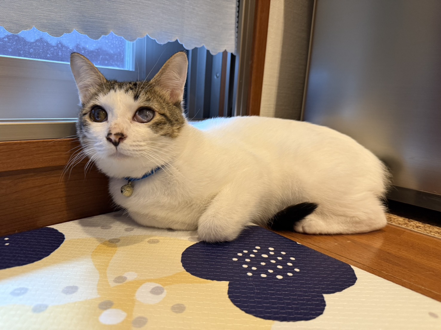 保護猫　野良猫　里親会　譲渡会　川西市　ねこでこ　ねこdeko　雲雀丘花屋敷駅前 保護猫を家族に