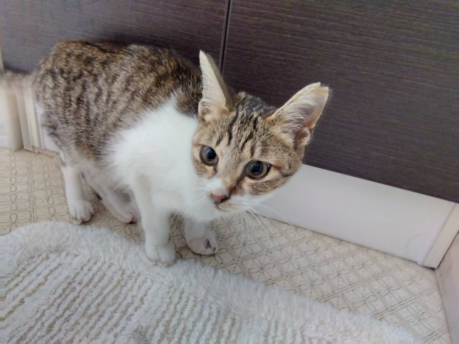 保護猫　里親会　ねこでこ　負傷猫　川西市　宝塚　雲雀丘花屋敷駅前　保護猫を家族に