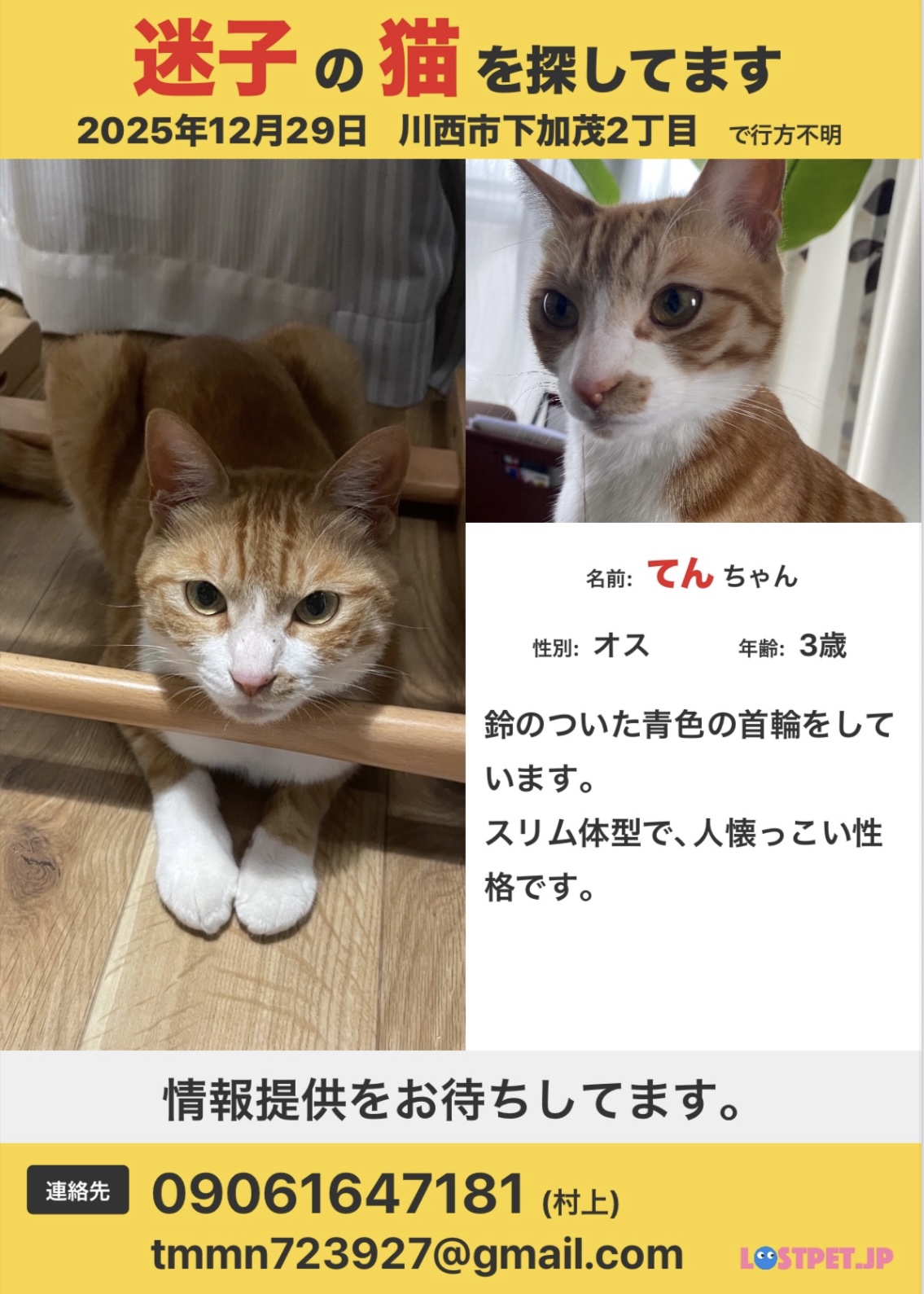 迷子猫　川西市　下加茂　探しています
