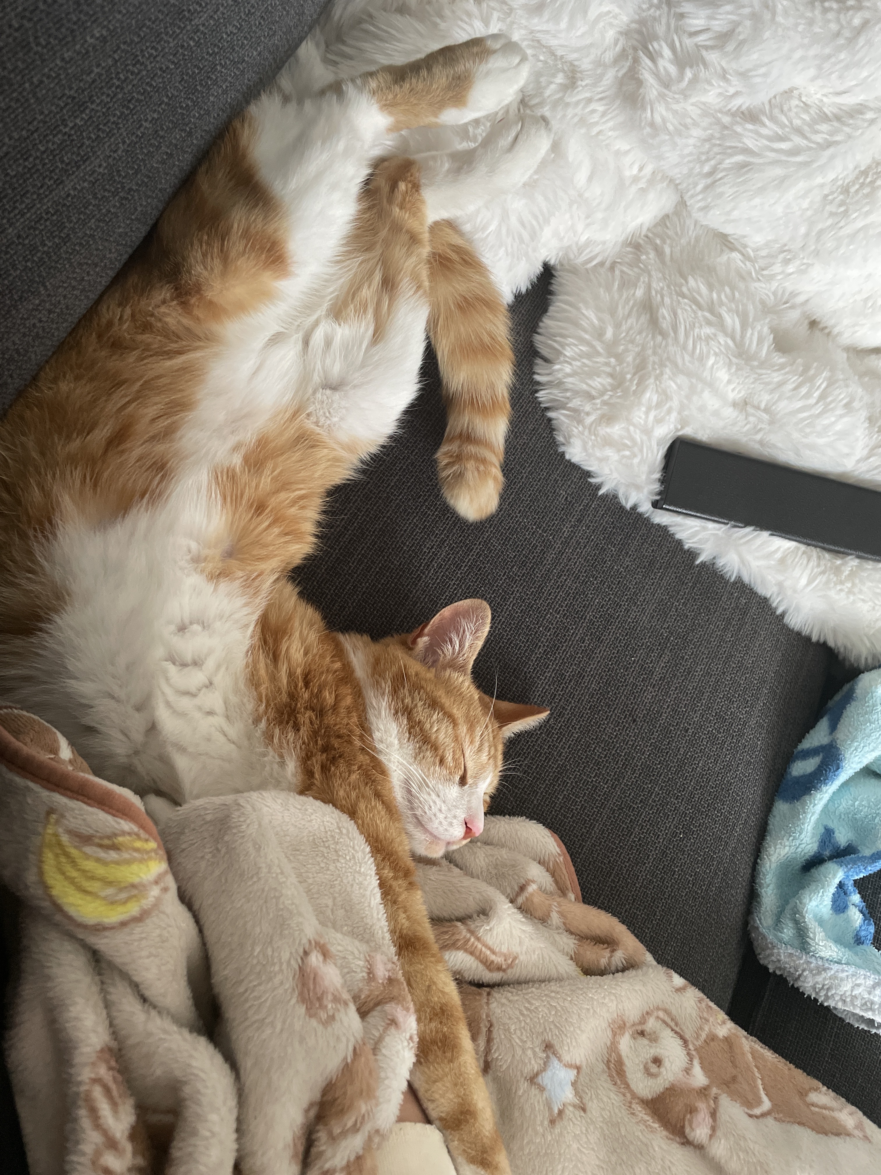 迷子猫　見つかりました ねこでこ