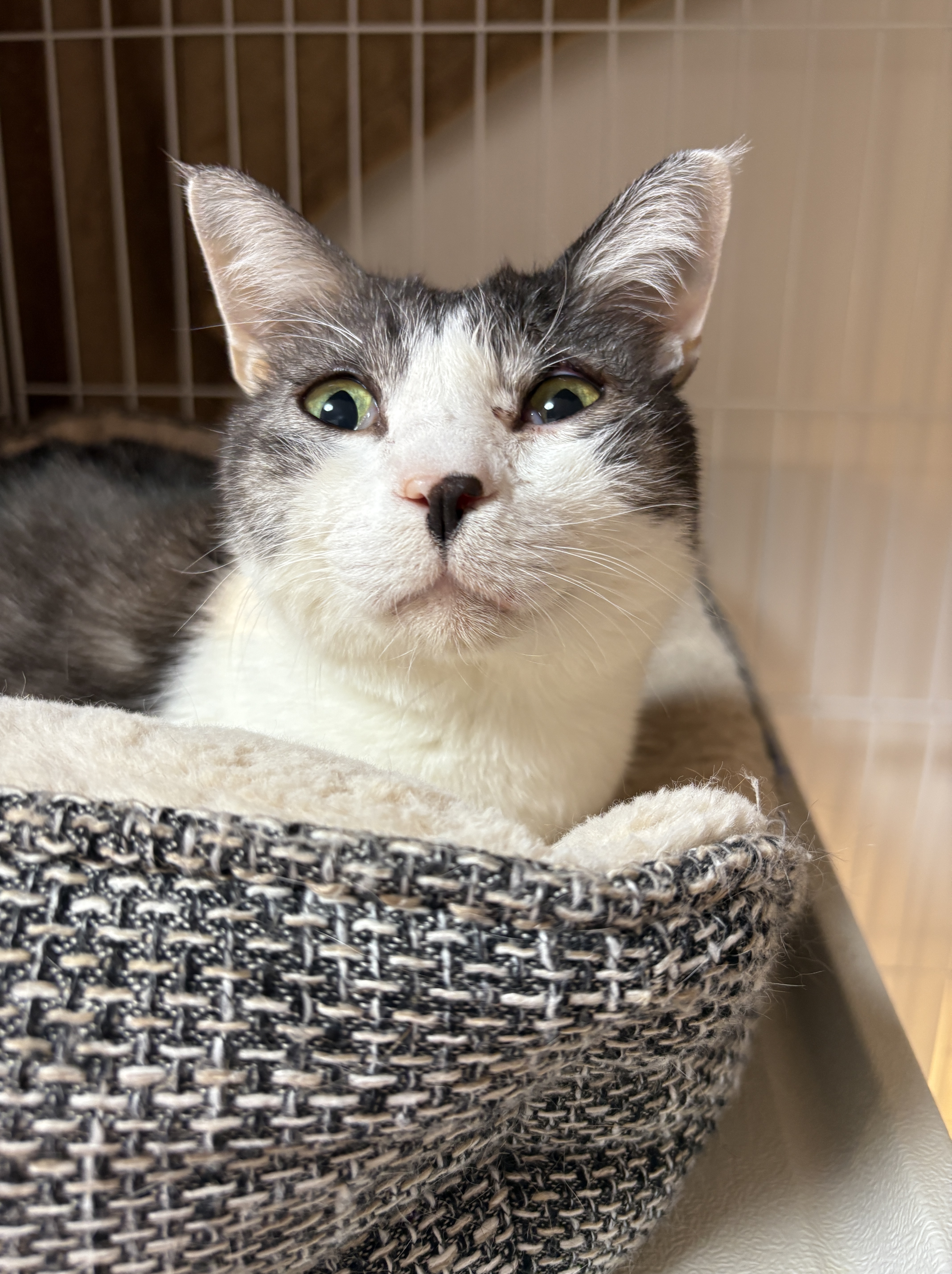 保護猫 引き取り 飼い主入院 人慣れ抜群