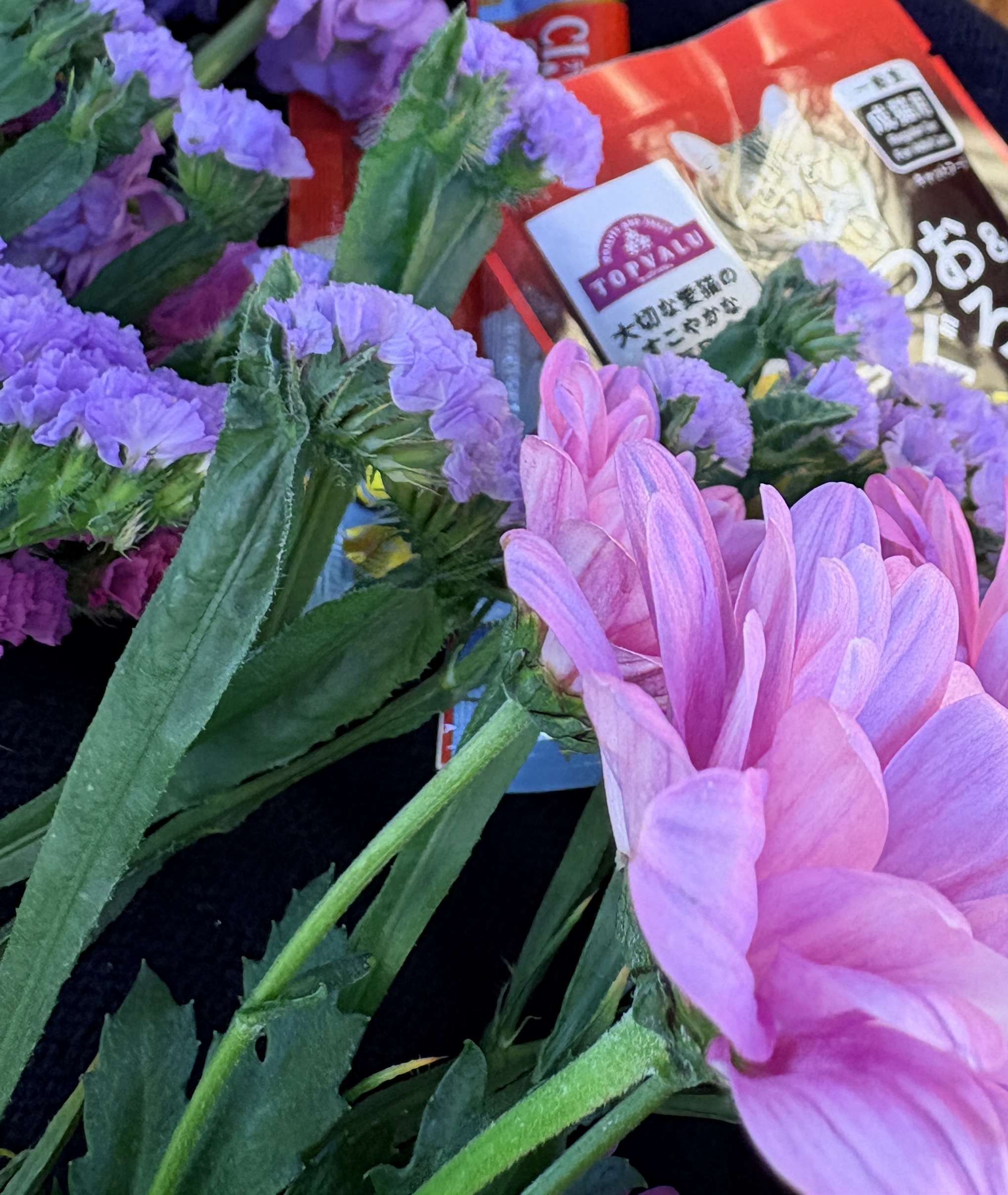 野良猫 弱った猫 川西市 レスキュー