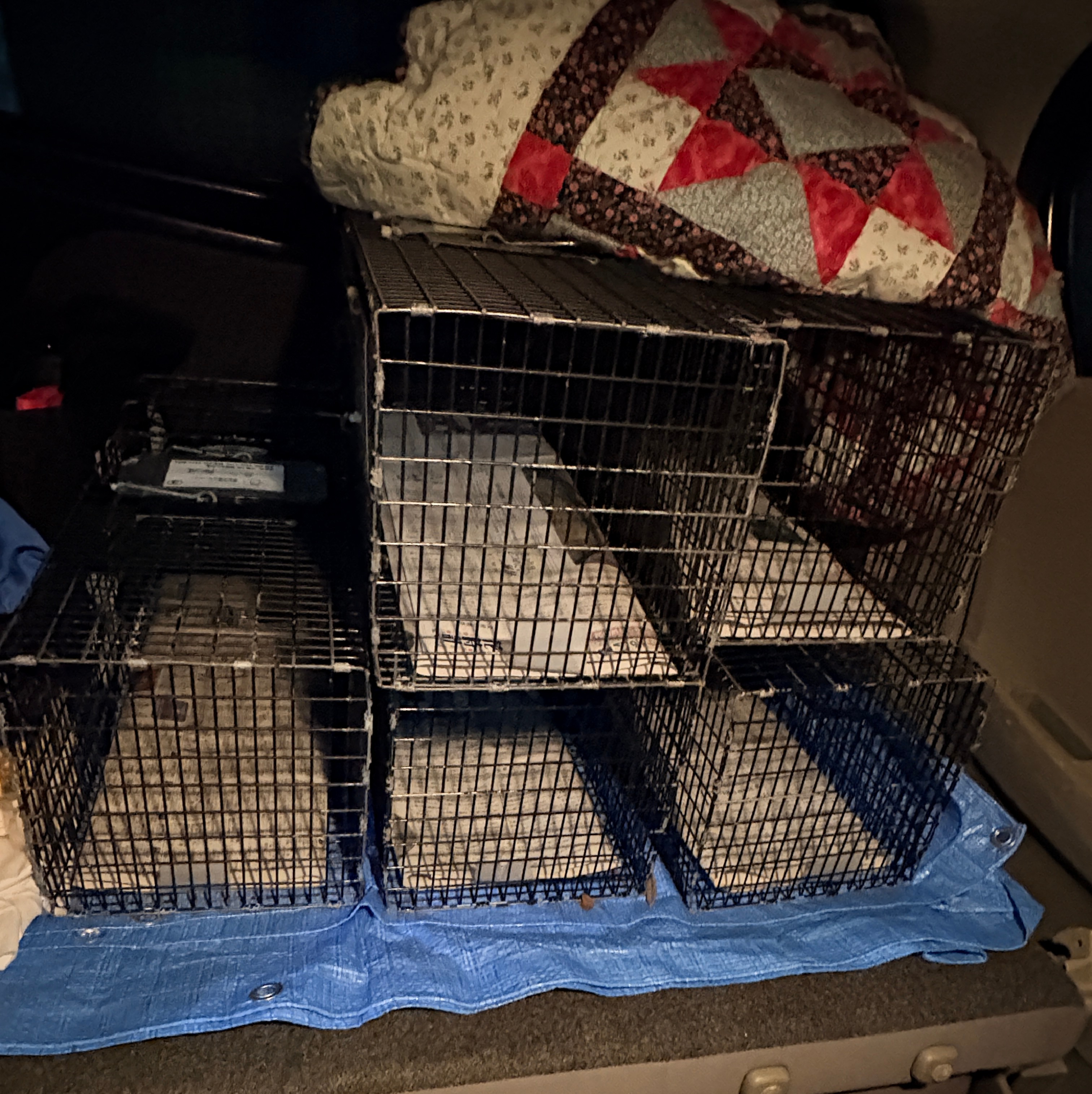 TNR TNR活動 野良猫 捕獲 優しく野良猫を減らす方法