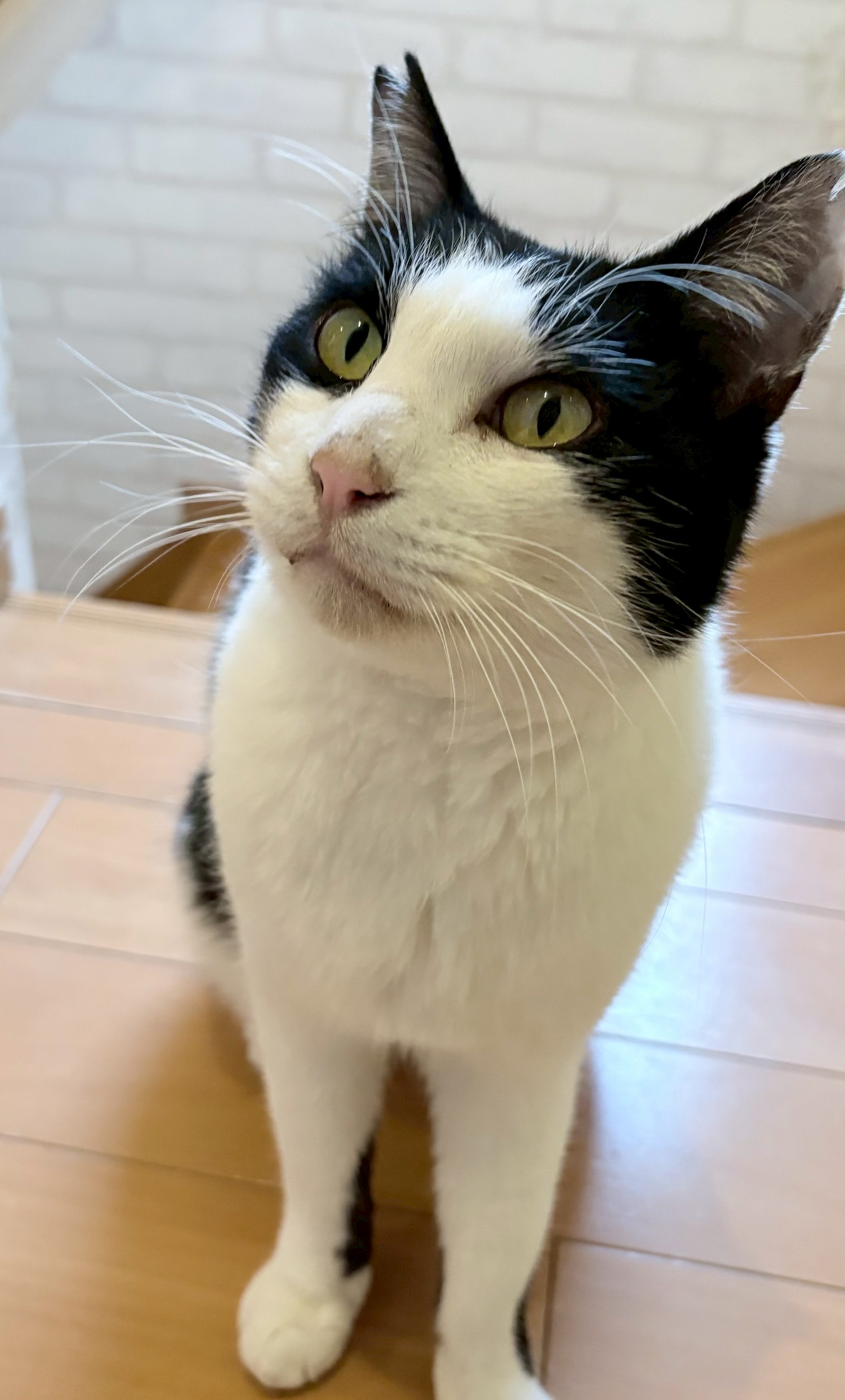 保護猫　野良猫　里親会　譲渡会　川西市　保護猫を家族に　ねこでこ　ねこdeko