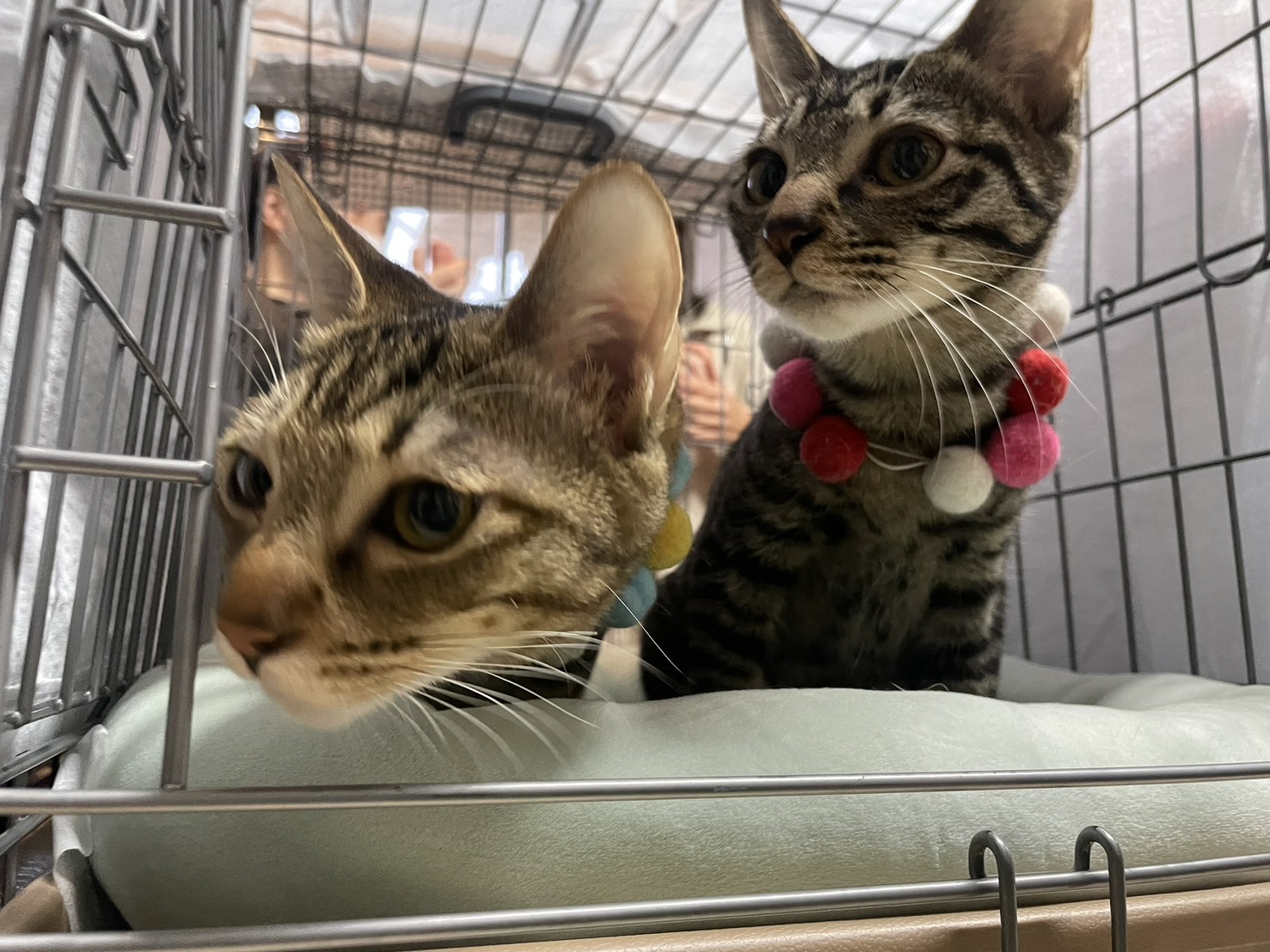 保護猫　野良猫　里親会　譲渡会　川西市　ねこでこ　ねこdeko里親会