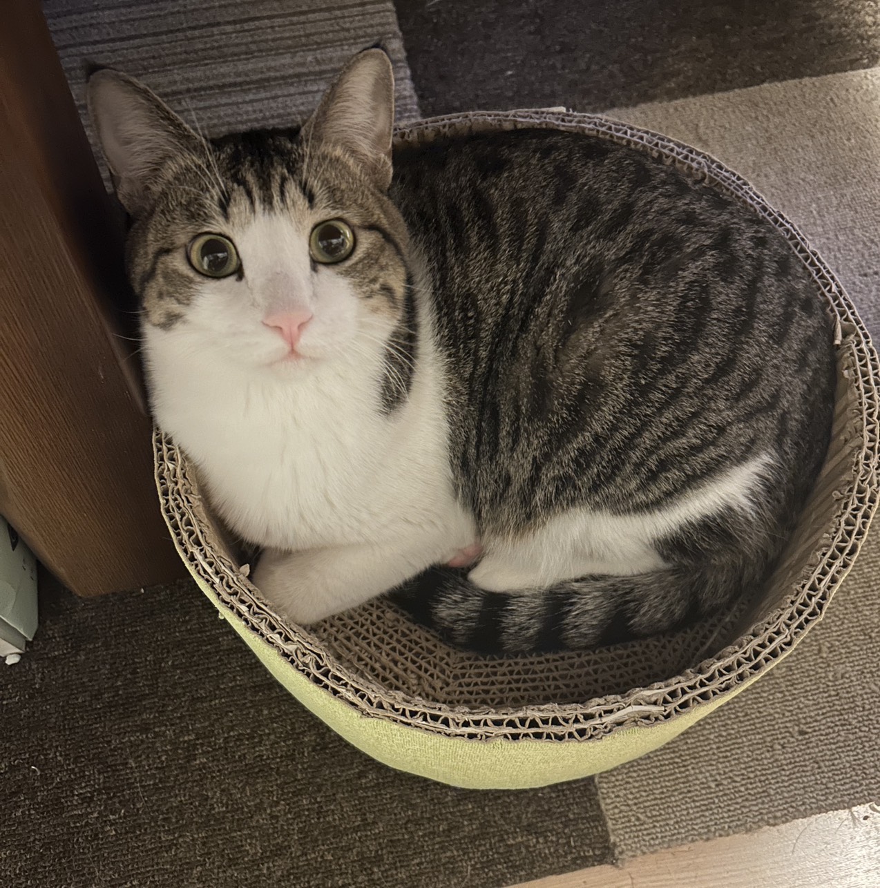 保護猫　里親会　譲渡会　川西市　ねこでこ　保護猫を家族に