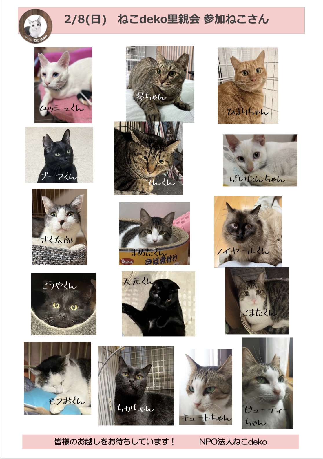 保護猫　里親募集　川西市　宝塚　ねこでこ　里親会　譲渡会　参加猫