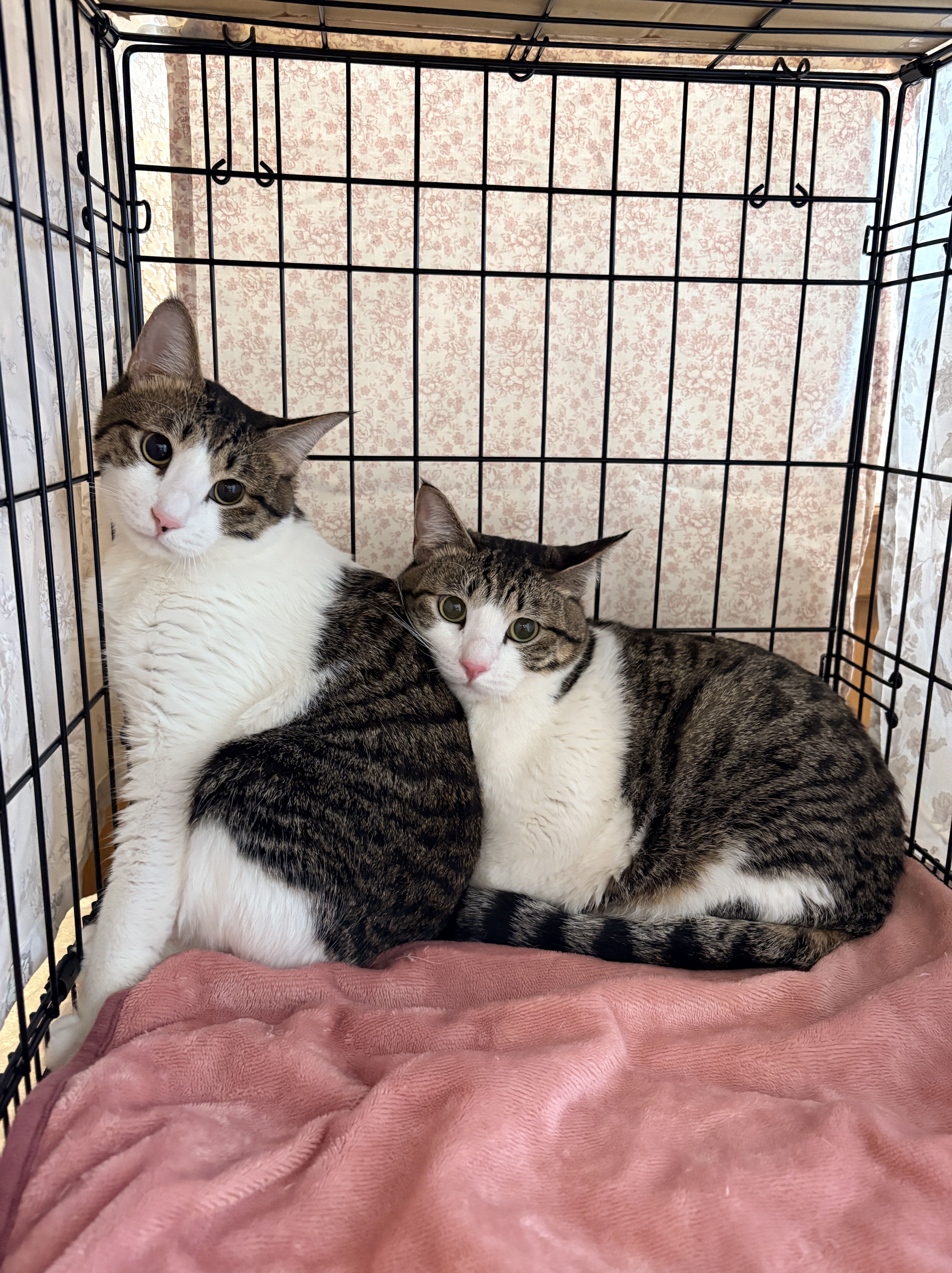 ねこで里親会　譲渡会　川西市　保護猫　野良猫　保護猫を家族に