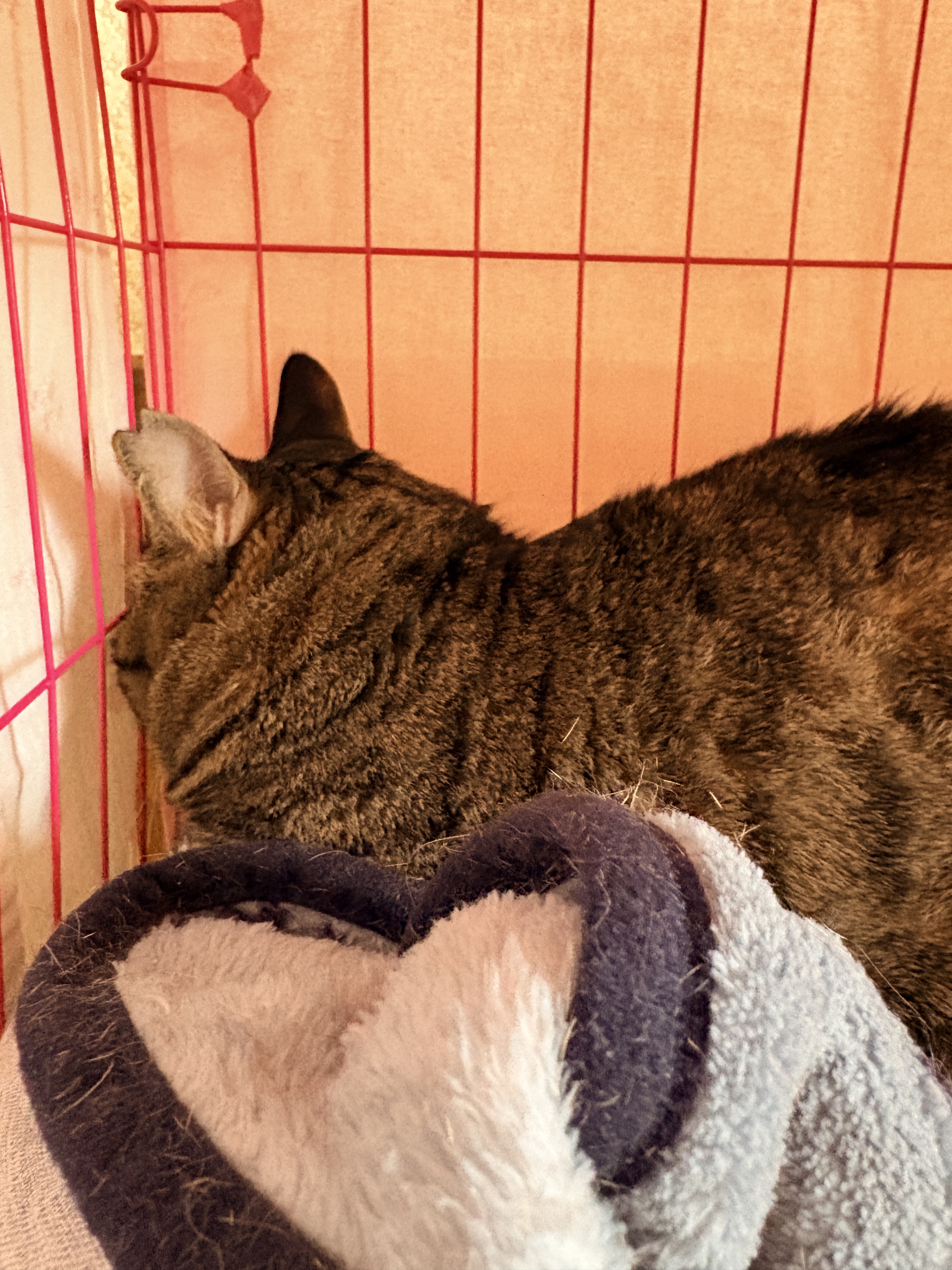 ねこで里親会　譲渡会　川西市　保護猫　野良猫　保護猫を家族に