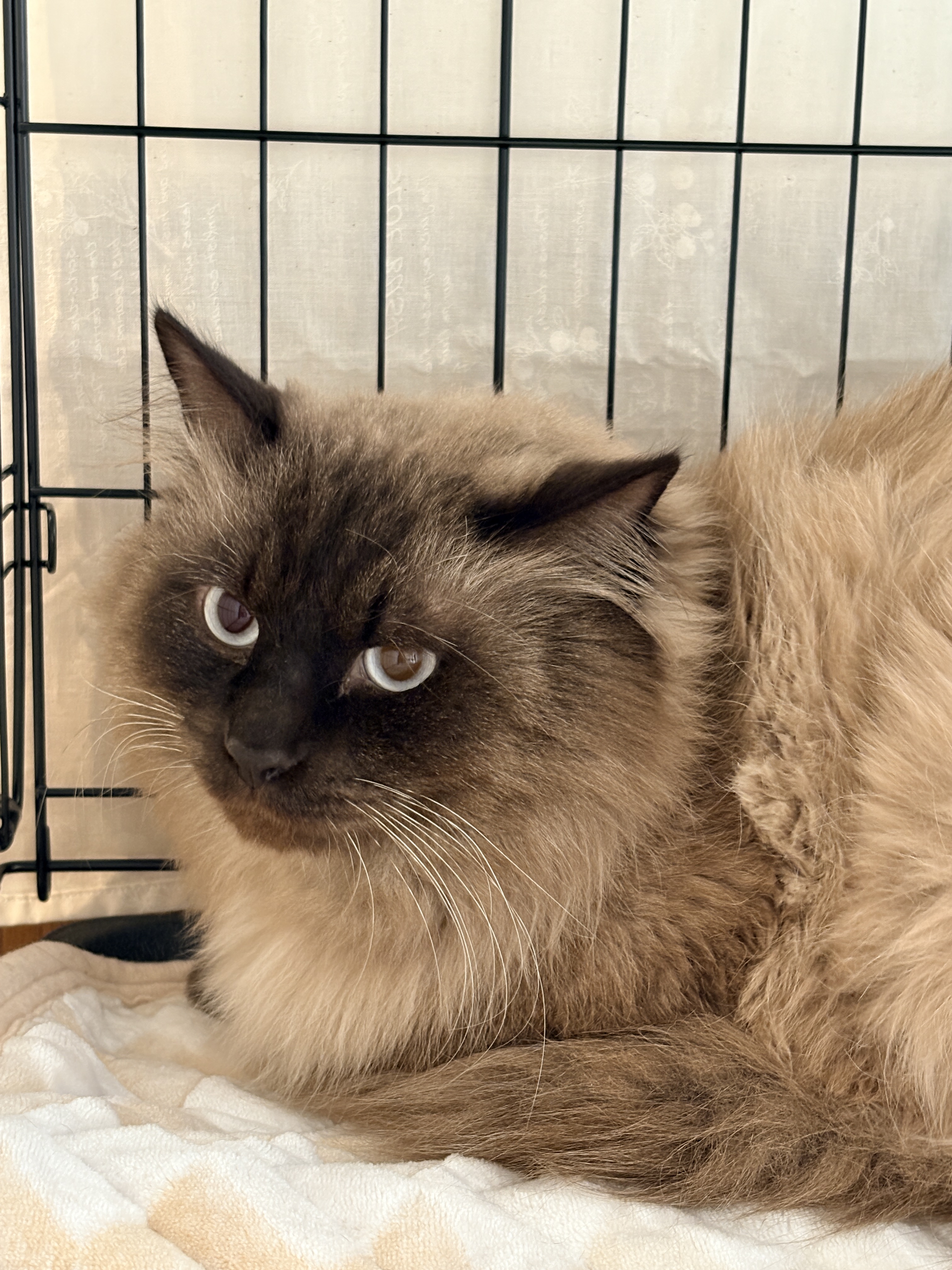 ねこで里親会　譲渡会　川西市　保護猫　野良猫　保護猫を家族に