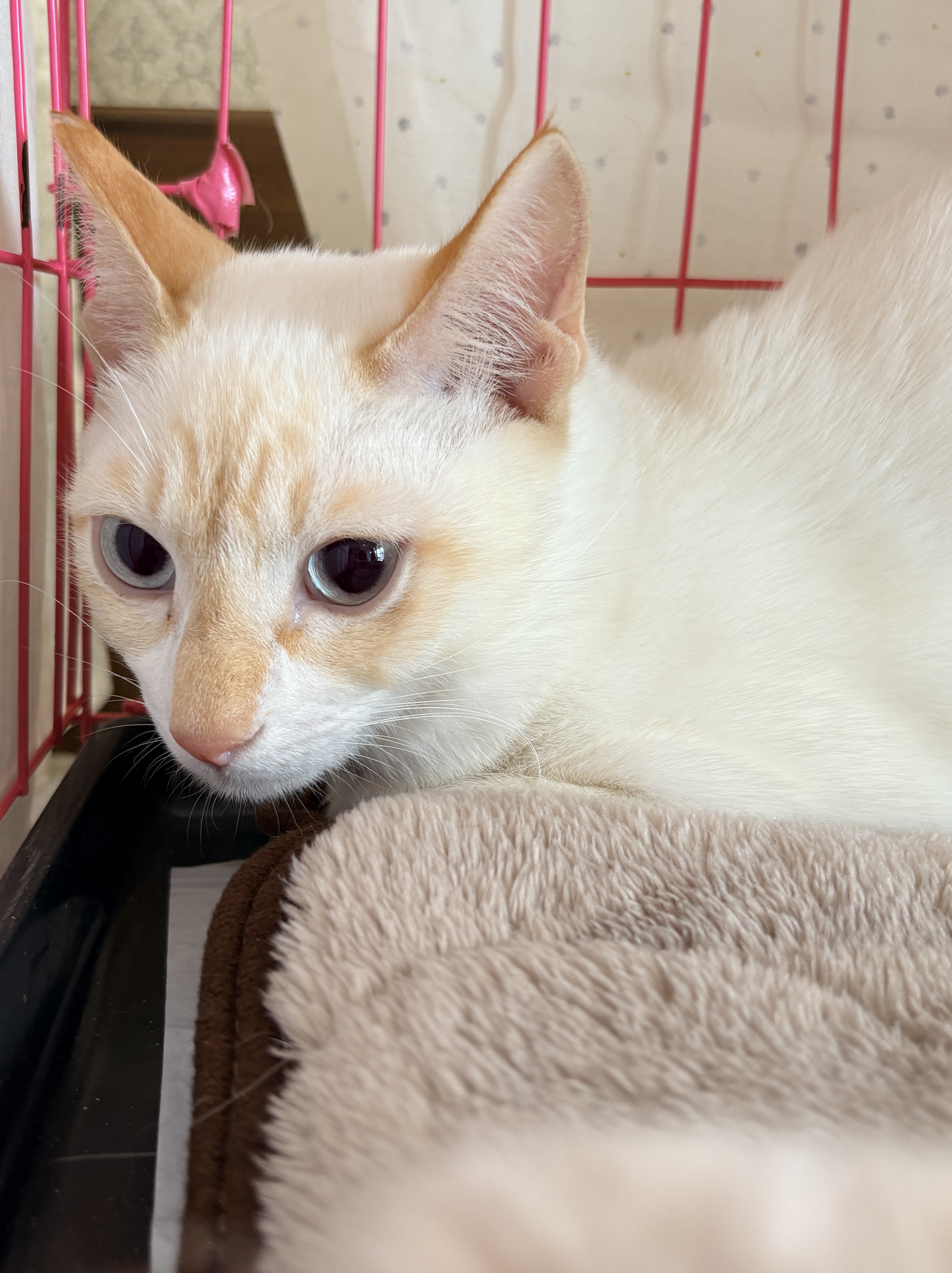 ねこで里親会　譲渡会　川西市　保護猫　野良猫　保護猫を家族に