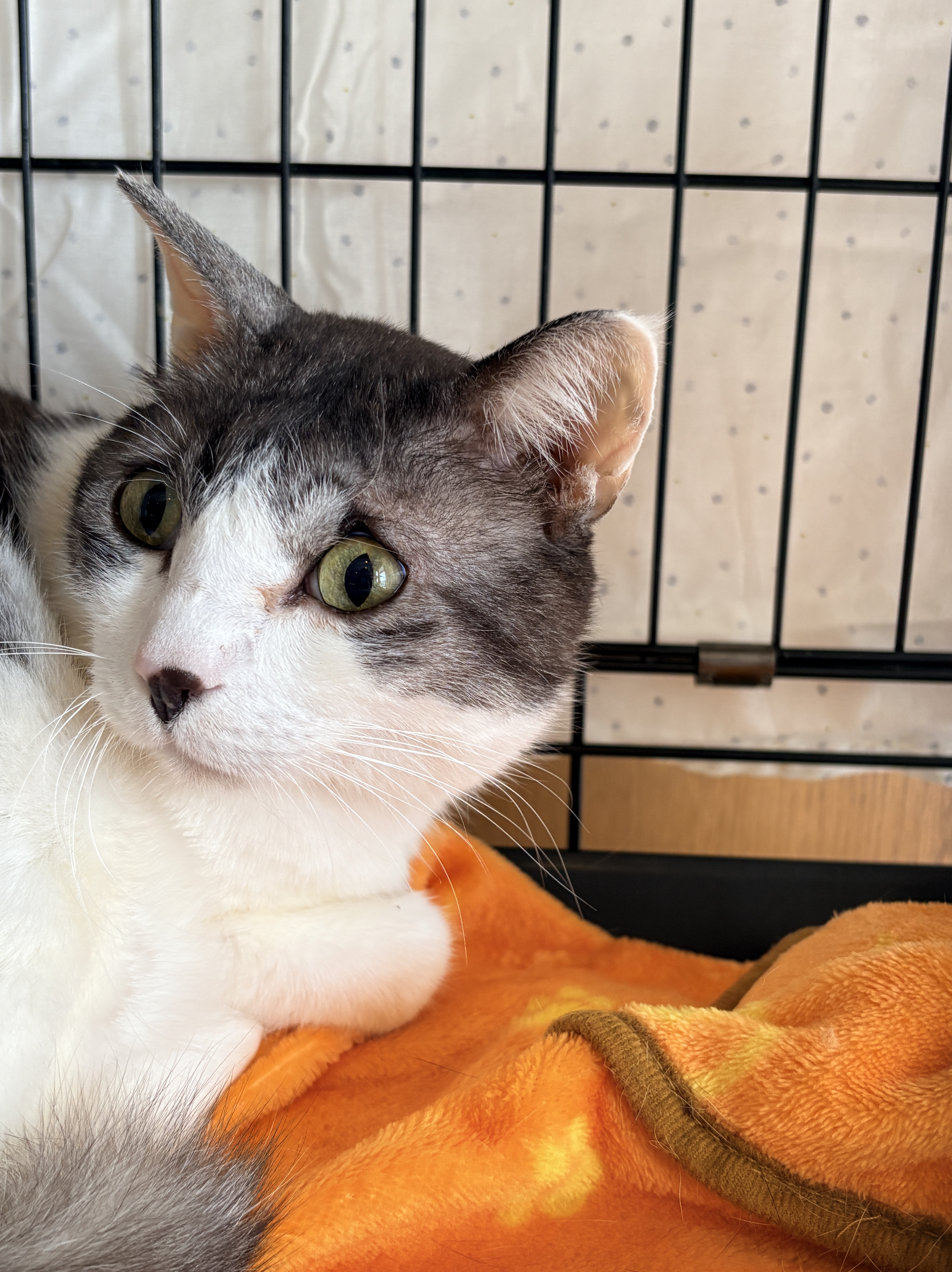 ねこで里親会　譲渡会　川西市　保護猫　野良猫　保護猫を家族に