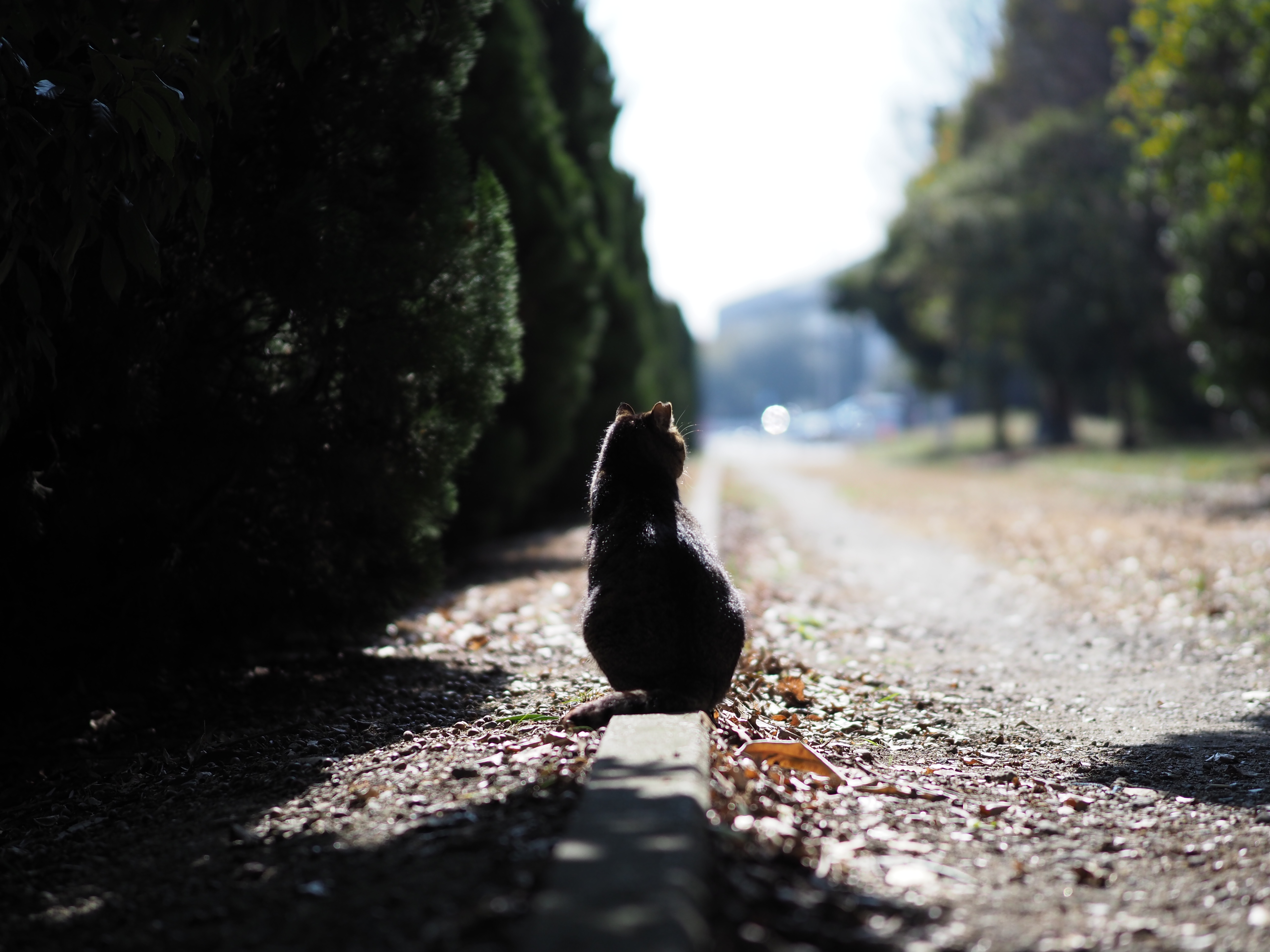 ねこでこ ねこdeko シンカブル サポーター会員募集 川西市 ボランティア募集