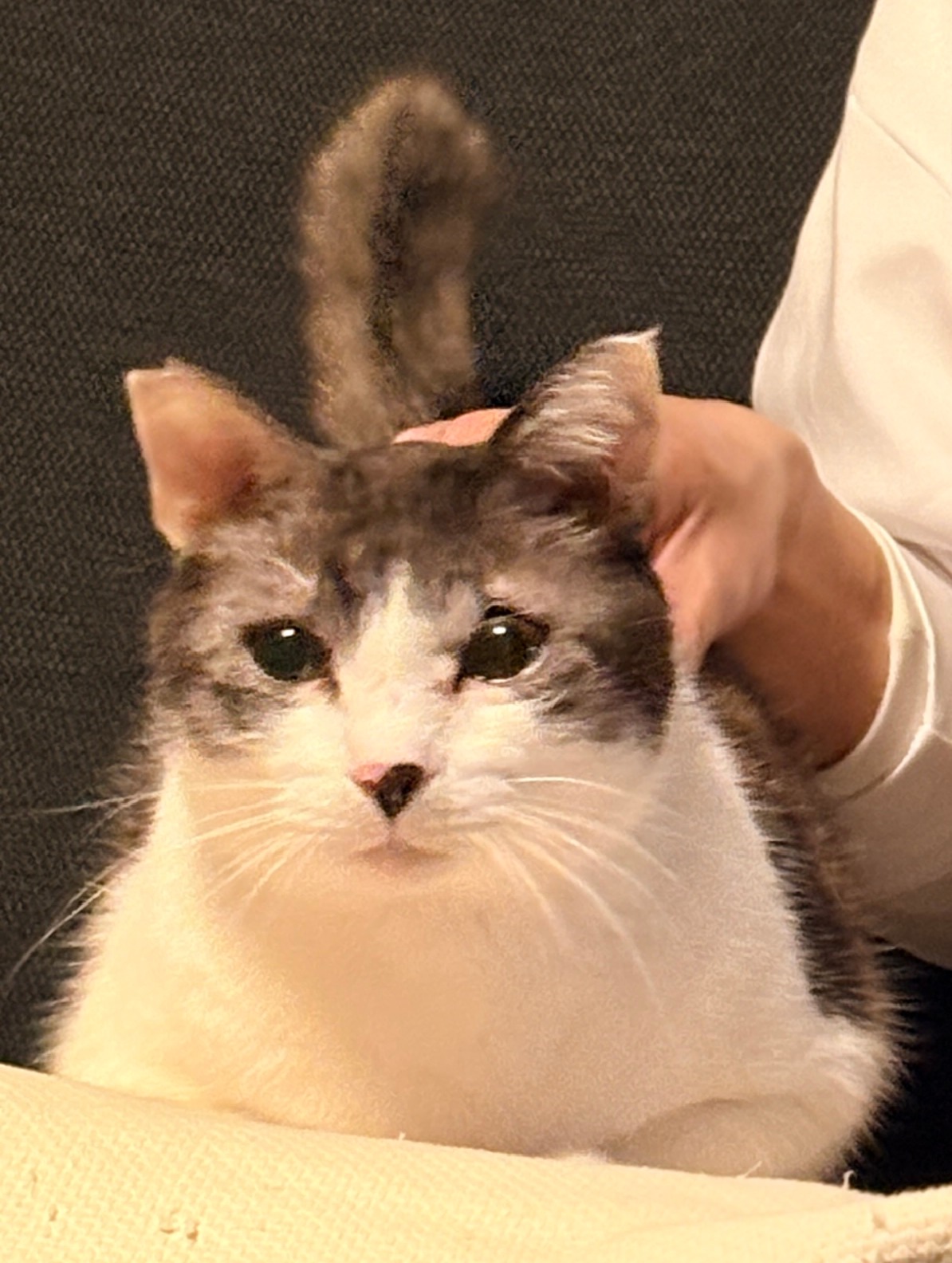 保護猫 里親会 譲渡会 ねこでこ 川西市 保護猫を家族に