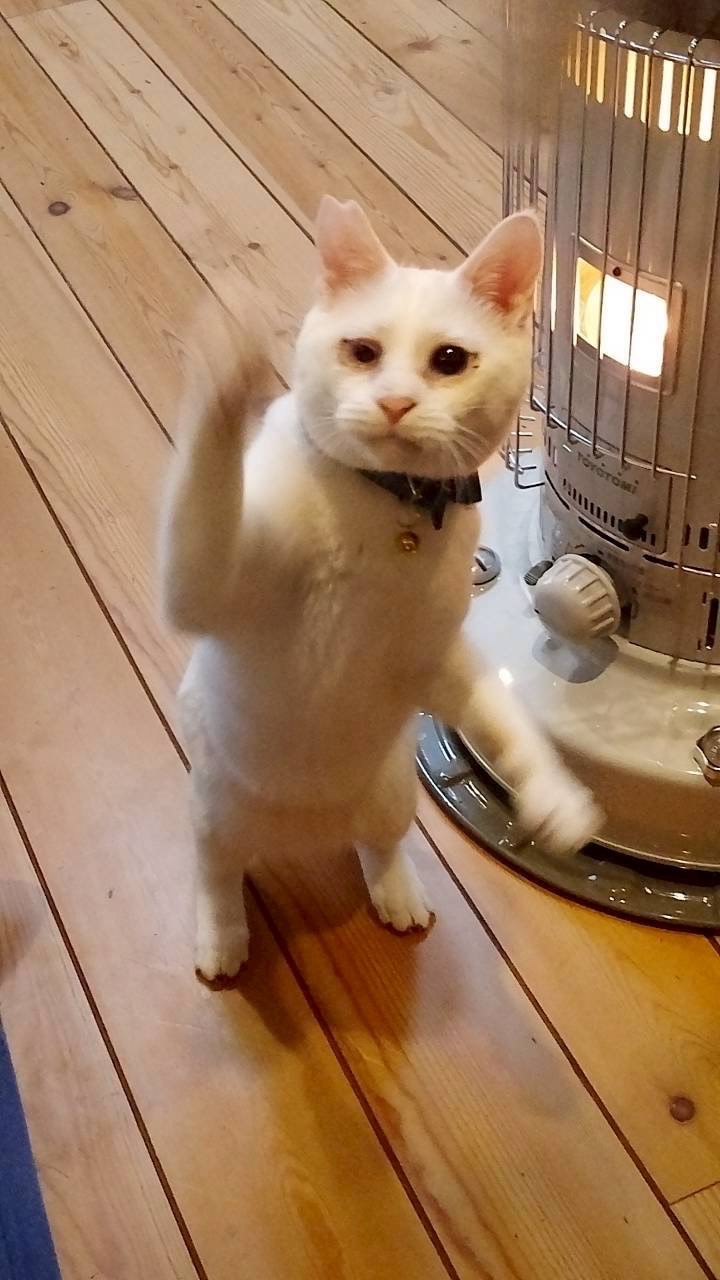 保護猫 里親会 譲渡会 ねこでこ 川西市 保護猫を家族に