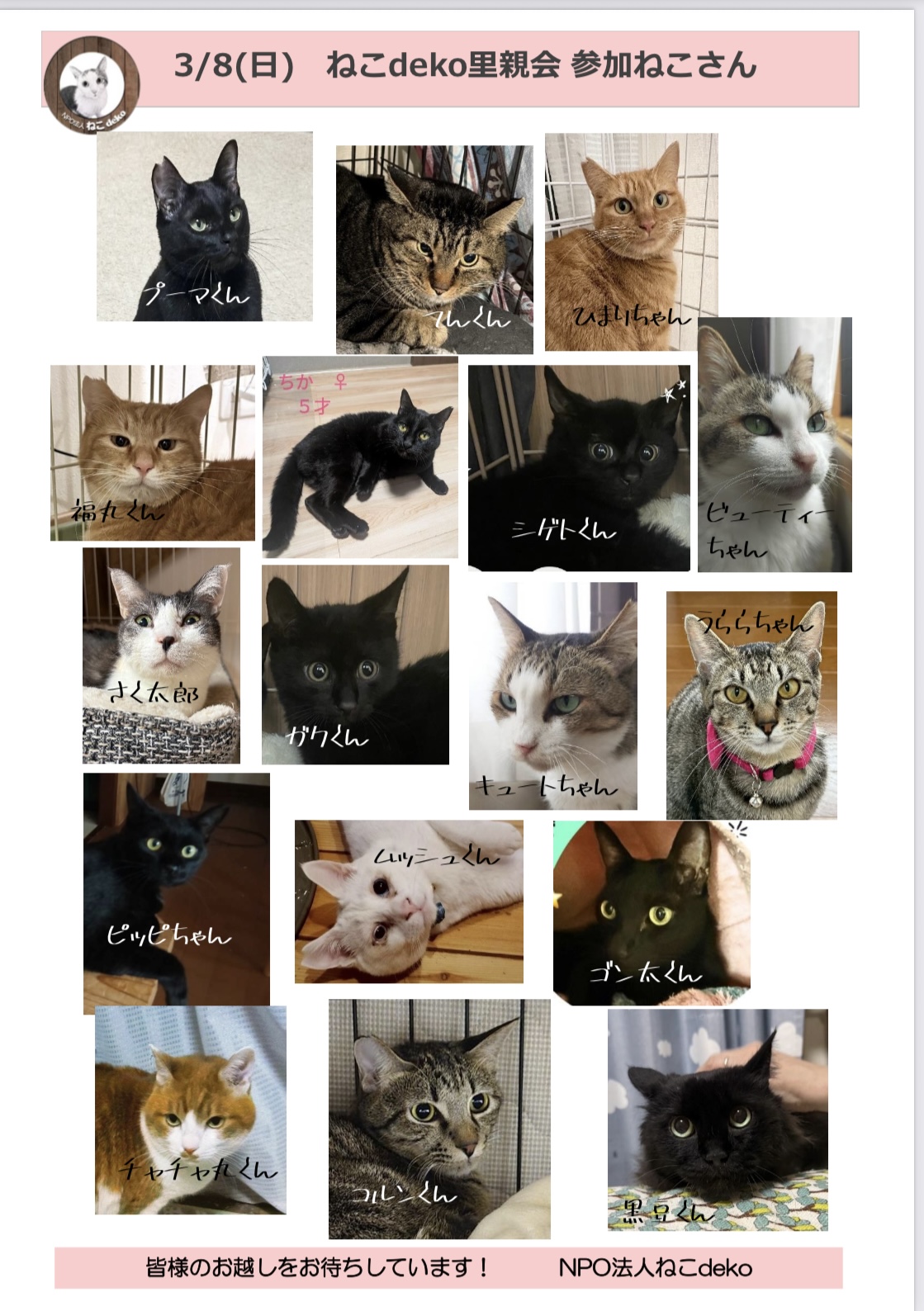 保護猫　野良猫　里親会　譲渡会　ねこでこ　川西市　保護猫を家族に