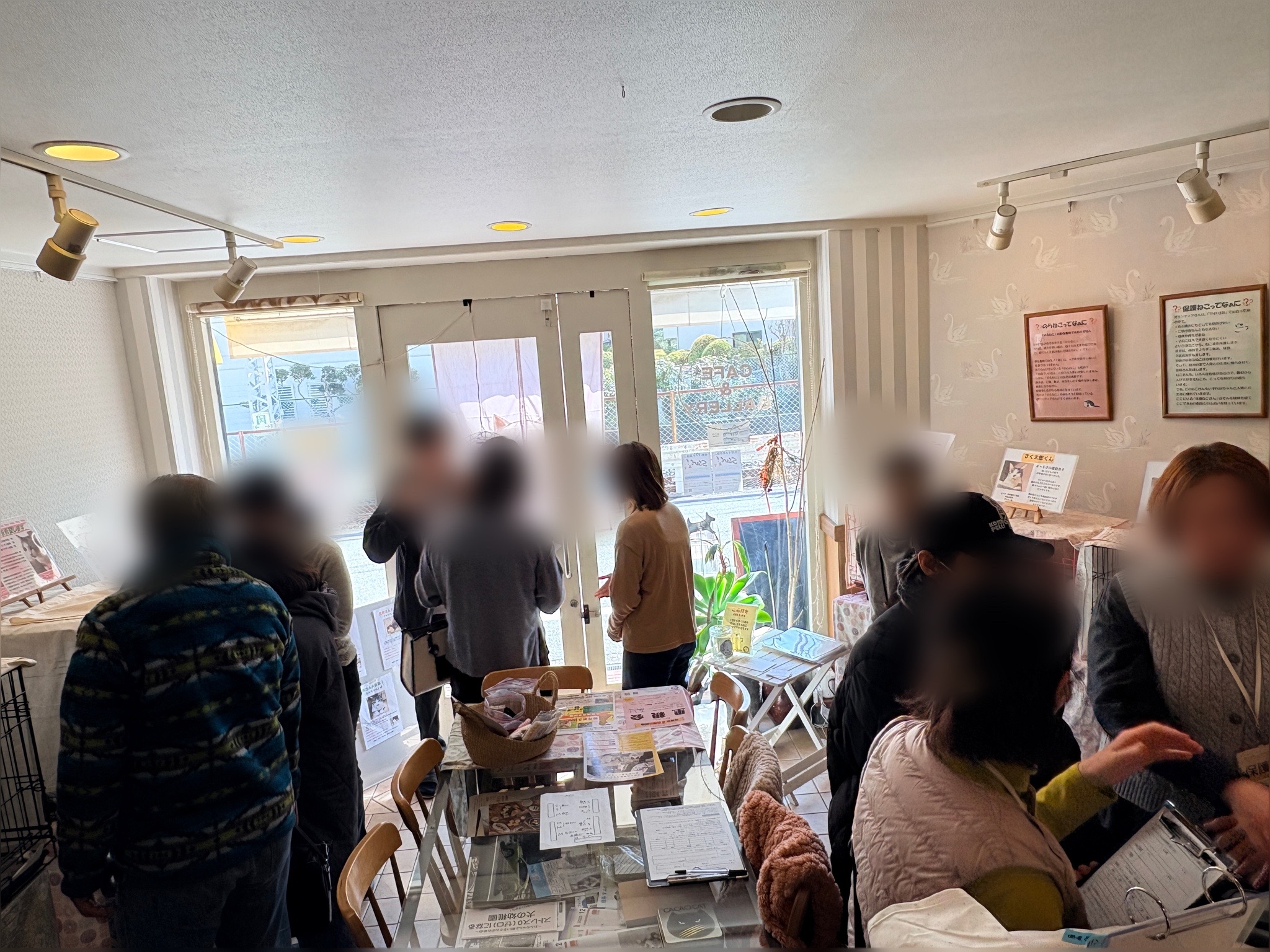 里親会　保護猫　譲渡会　ねこでこ　川西市　毎月第２日曜日開催　野良猫