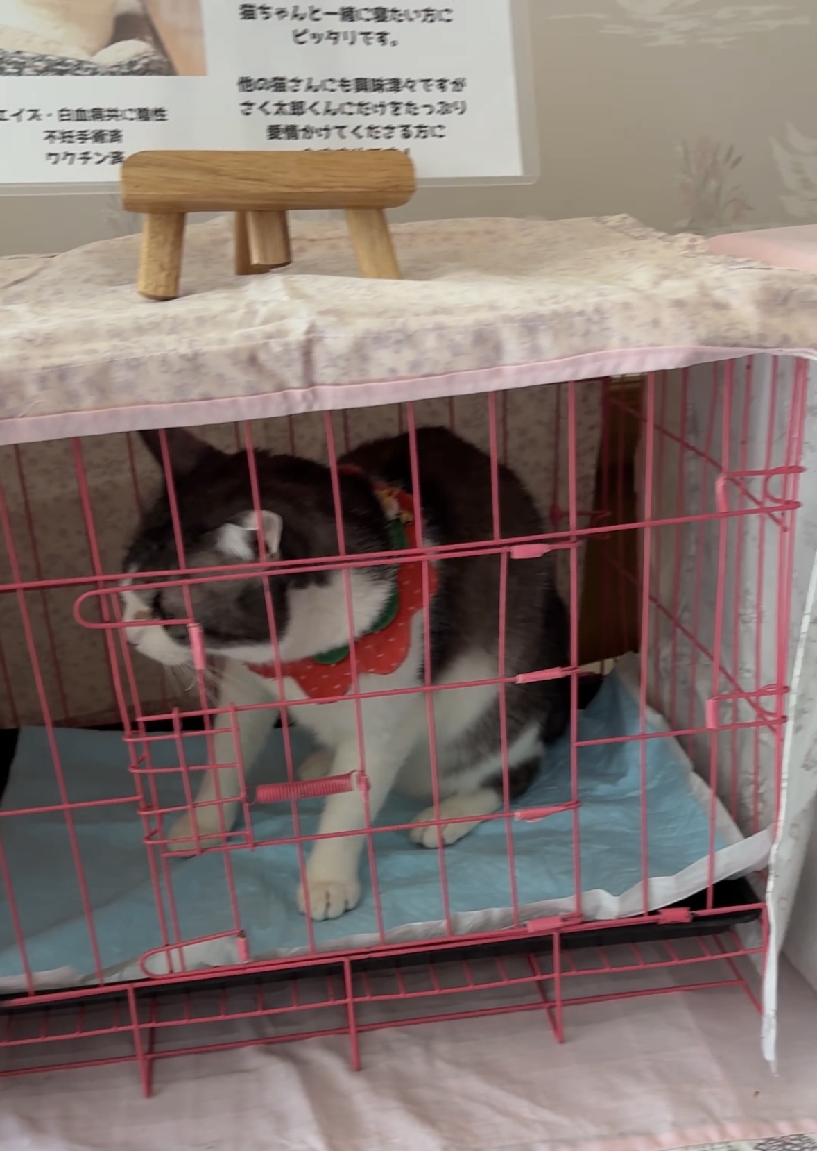 里親会 保護猫 譲渡会 ねこでこ 川西市 毎月第2日曜日開催 野良猫