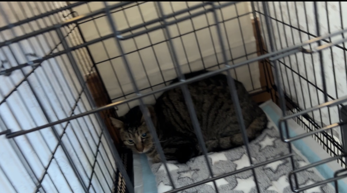 里親会 保護猫 譲渡会 ねこでこ 川西市 毎月第2日曜日開催 野良猫