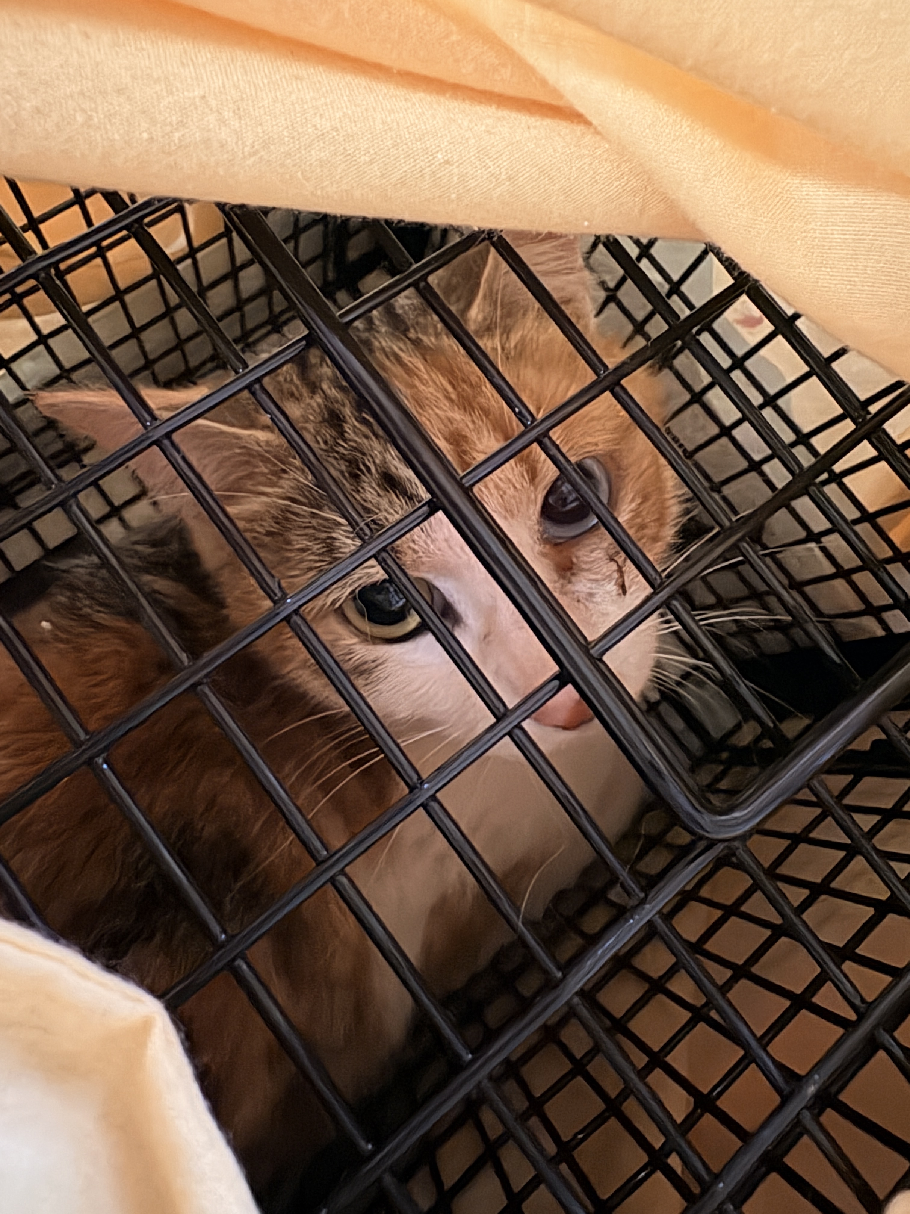 野良猫　TNR活動　川西市