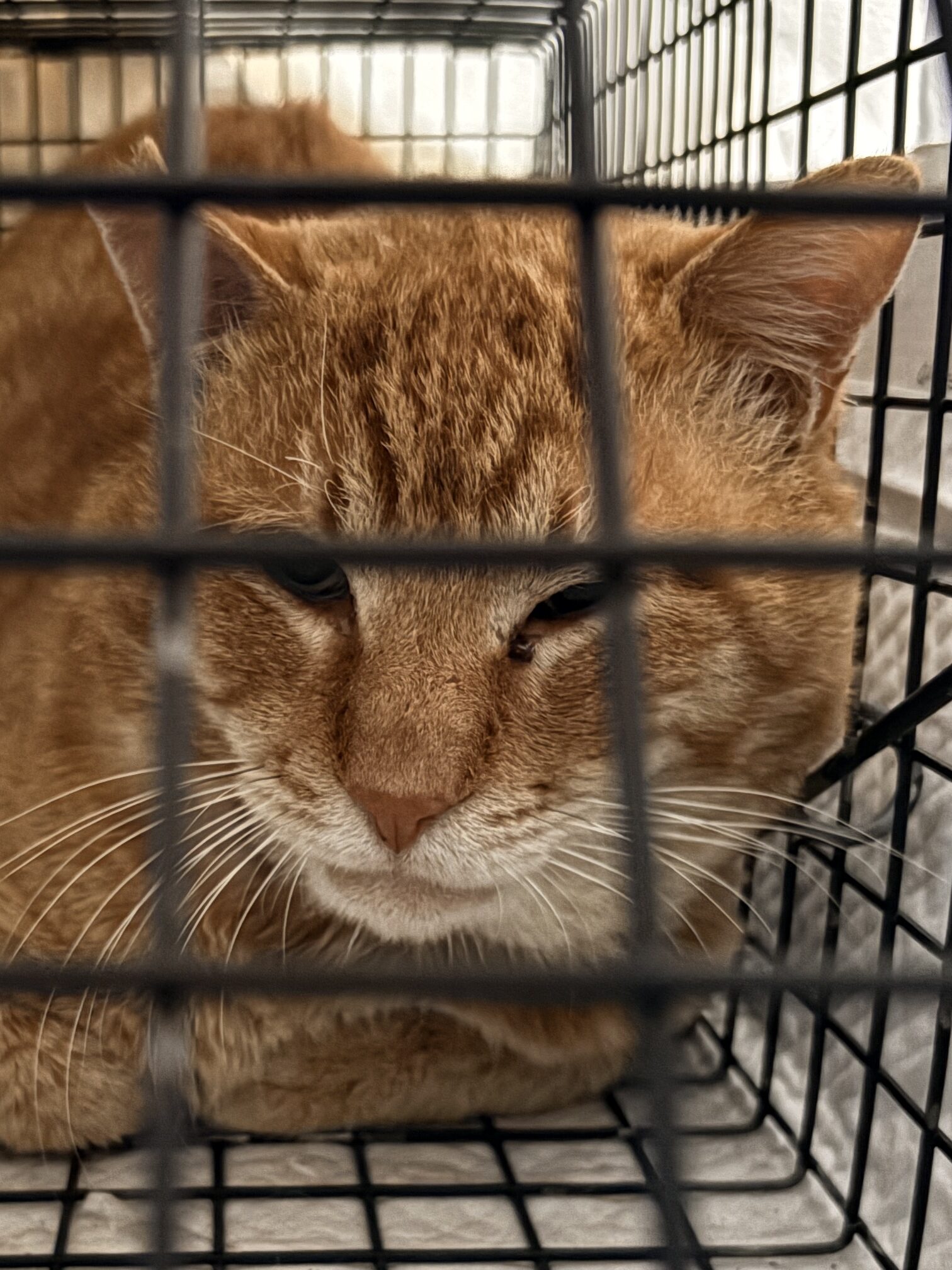 野良猫　TNR活動　川西市