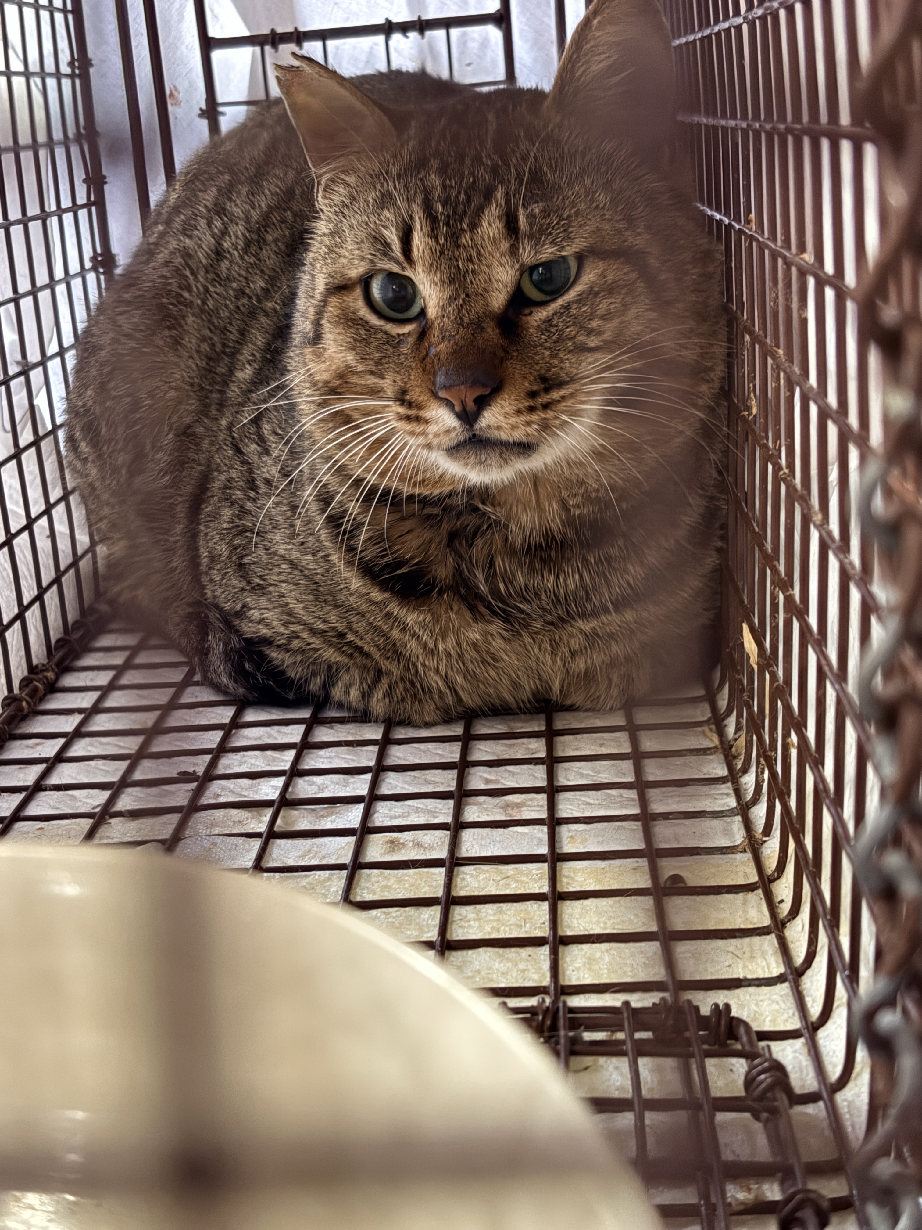 野良猫　TNR活動　川西市