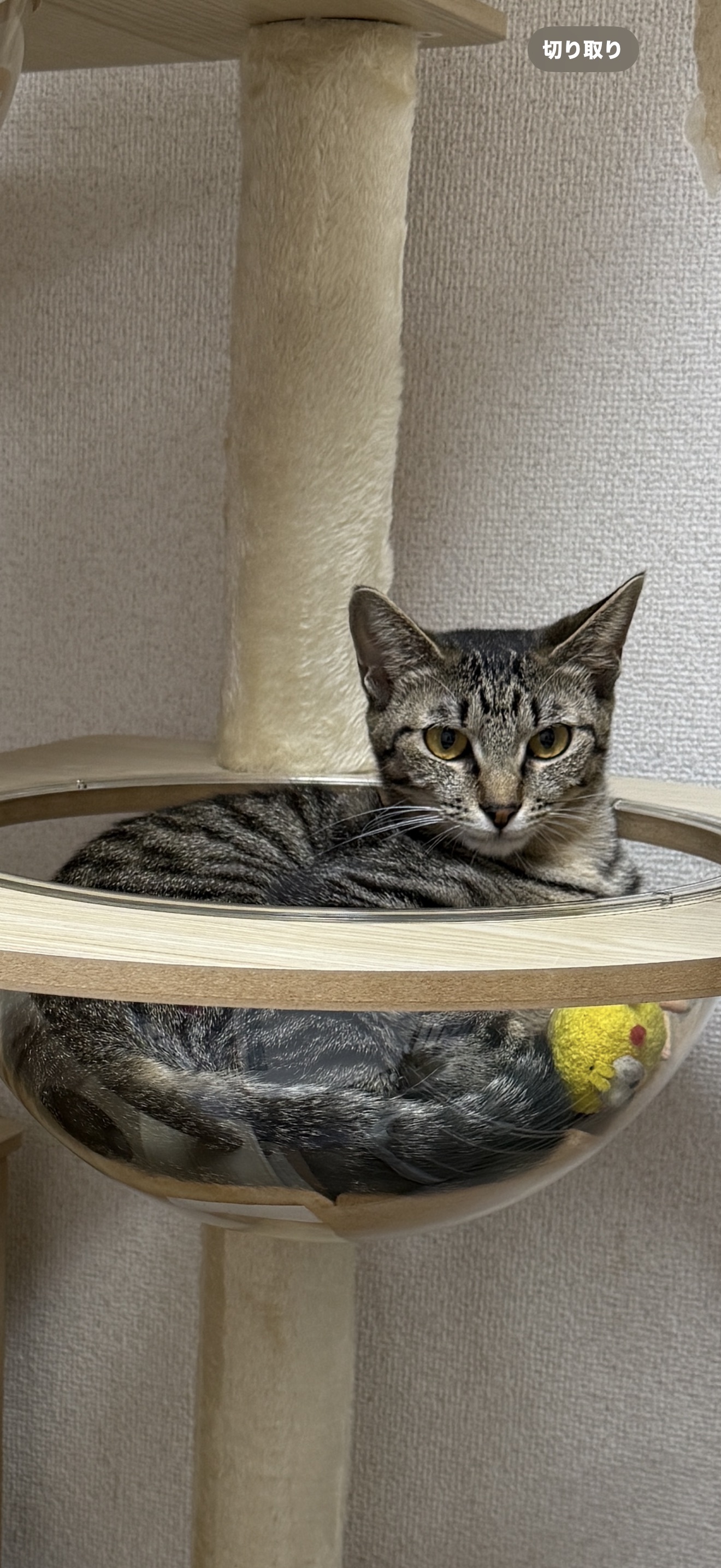 保護猫　里親会　譲渡会　野良猫
ねこでこ　川西市　保護猫を家族に迎えよう