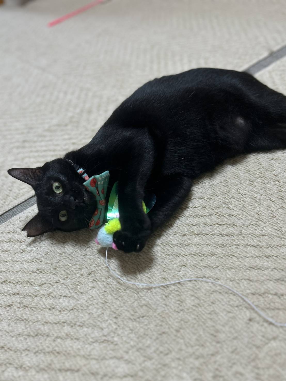 保護猫 里親会 譲渡会 ねこでこ 川西市 保護猫を家族に