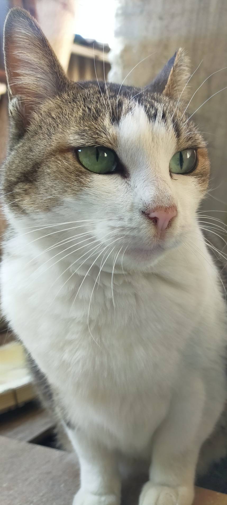 保護猫 里親会 譲渡会 ねこでこ 川西市 保護猫を家族に