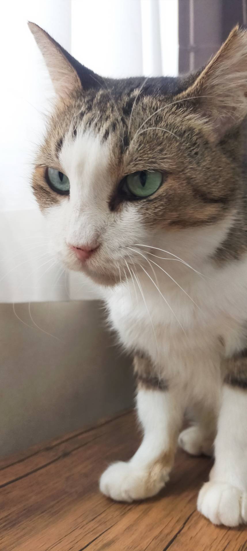 保護猫 里親会 譲渡会 ねこでこ 川西市 保護猫を家族に