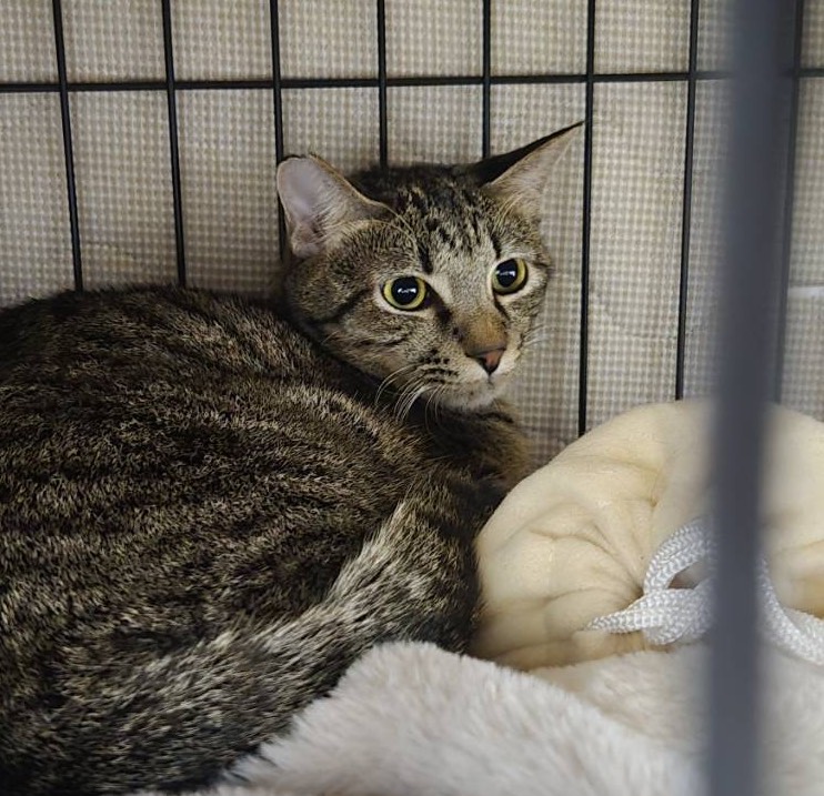 保護猫　里親会　譲渡会　野良猫
ねこでこ　川西市　保護猫を家族に迎えよう