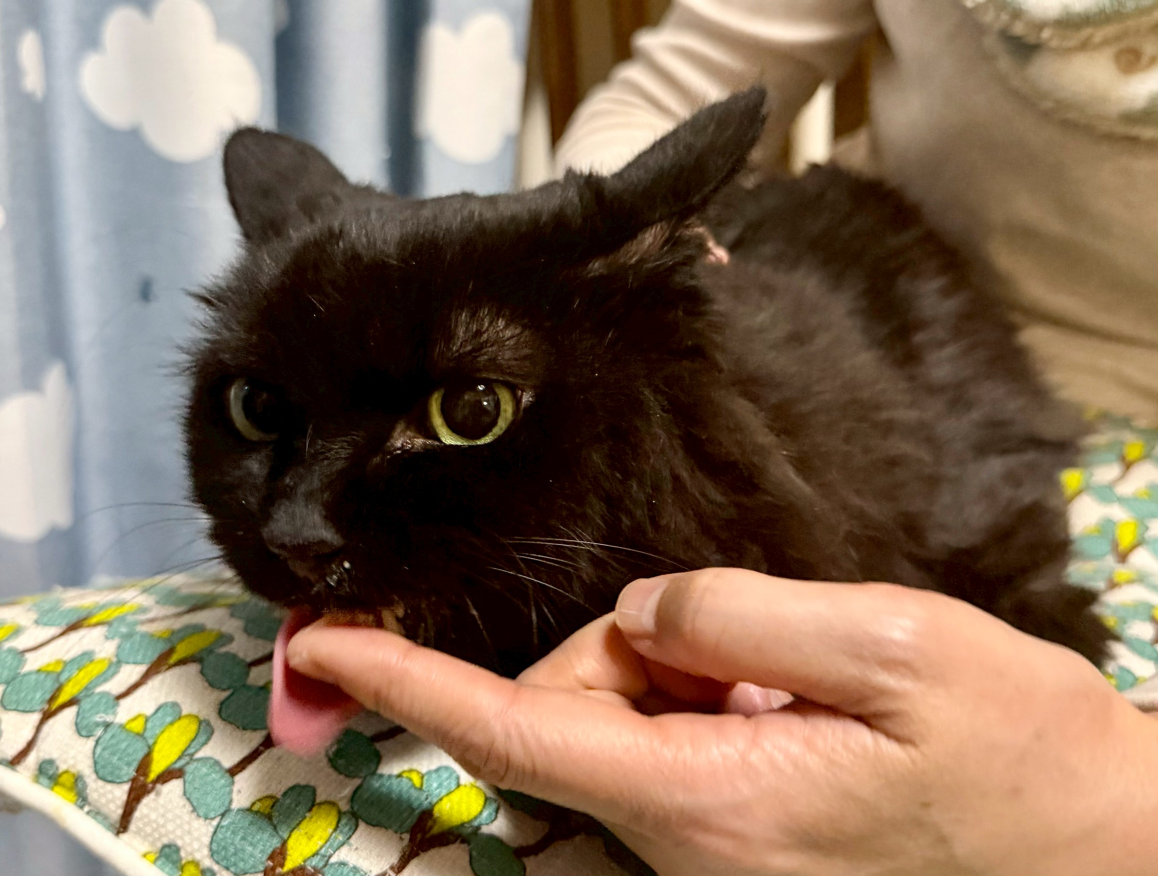 保護猫　野良猫　里親会　譲渡会　川西市　ねこでこ　保護猫を家族に