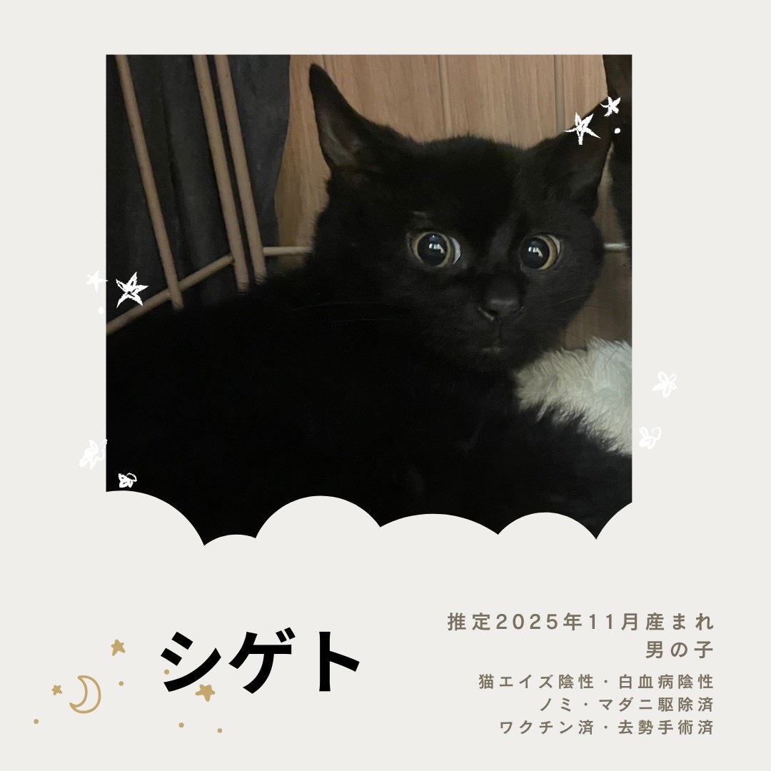 保護猫　里親会　譲渡会　野良猫
ねこでこ　川西市　保護猫を家族に迎えよう