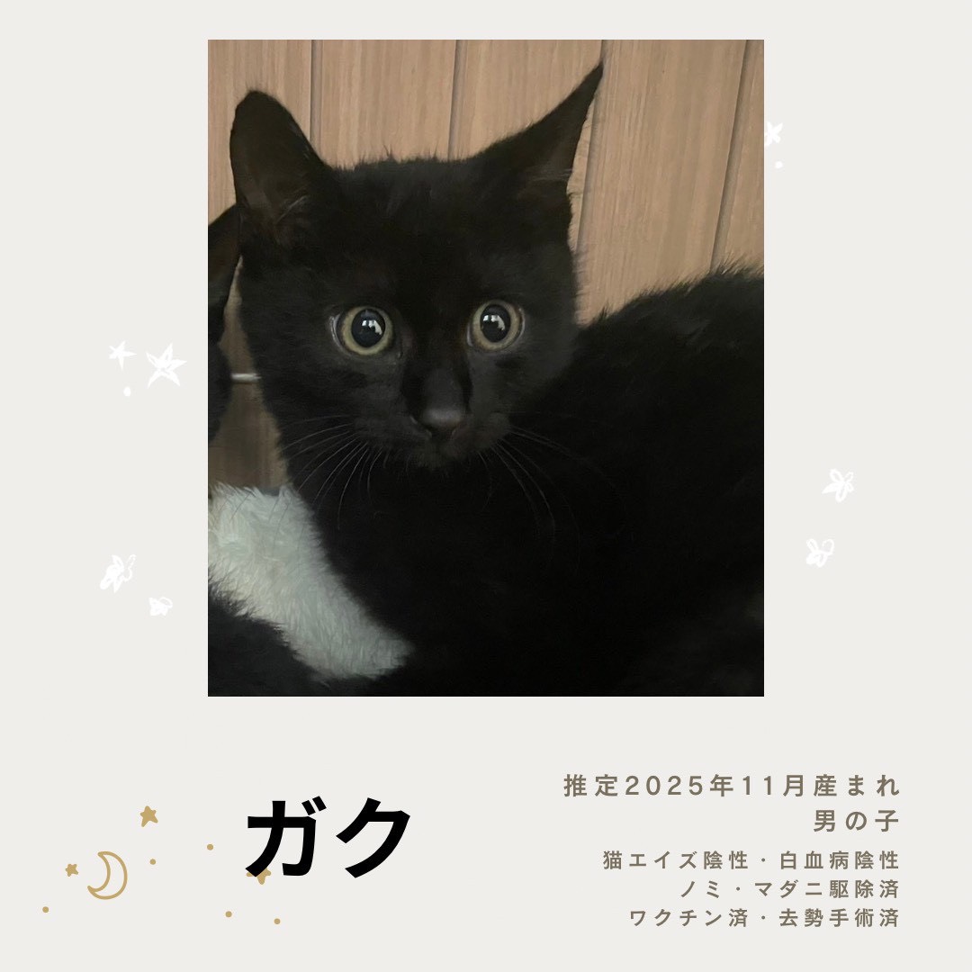 保護猫　里親会　譲渡会　野良猫
ねこでこ　川西市　保護猫を家族に迎えよう