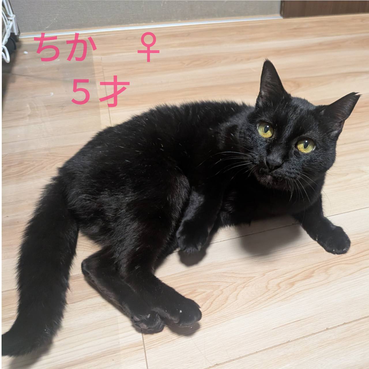 保護猫 里親会 譲渡会 ねこでこ 川西市 保護猫を家族に