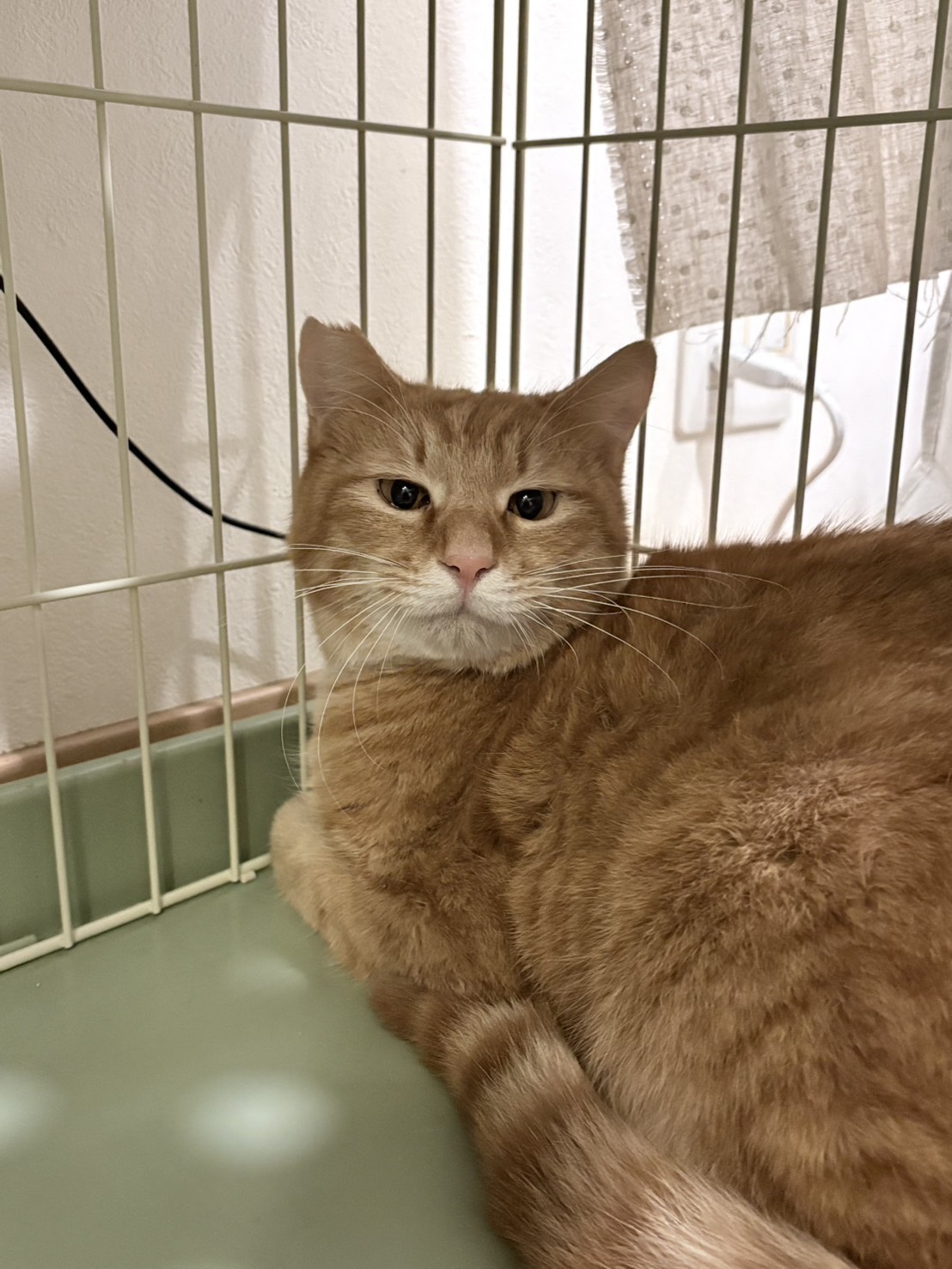 保護猫 里親会 譲渡会 ねこでこ 川西市 保護猫を家族に